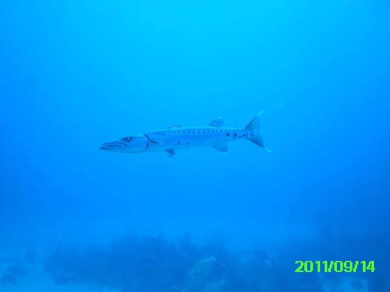 PICT0011.jpg