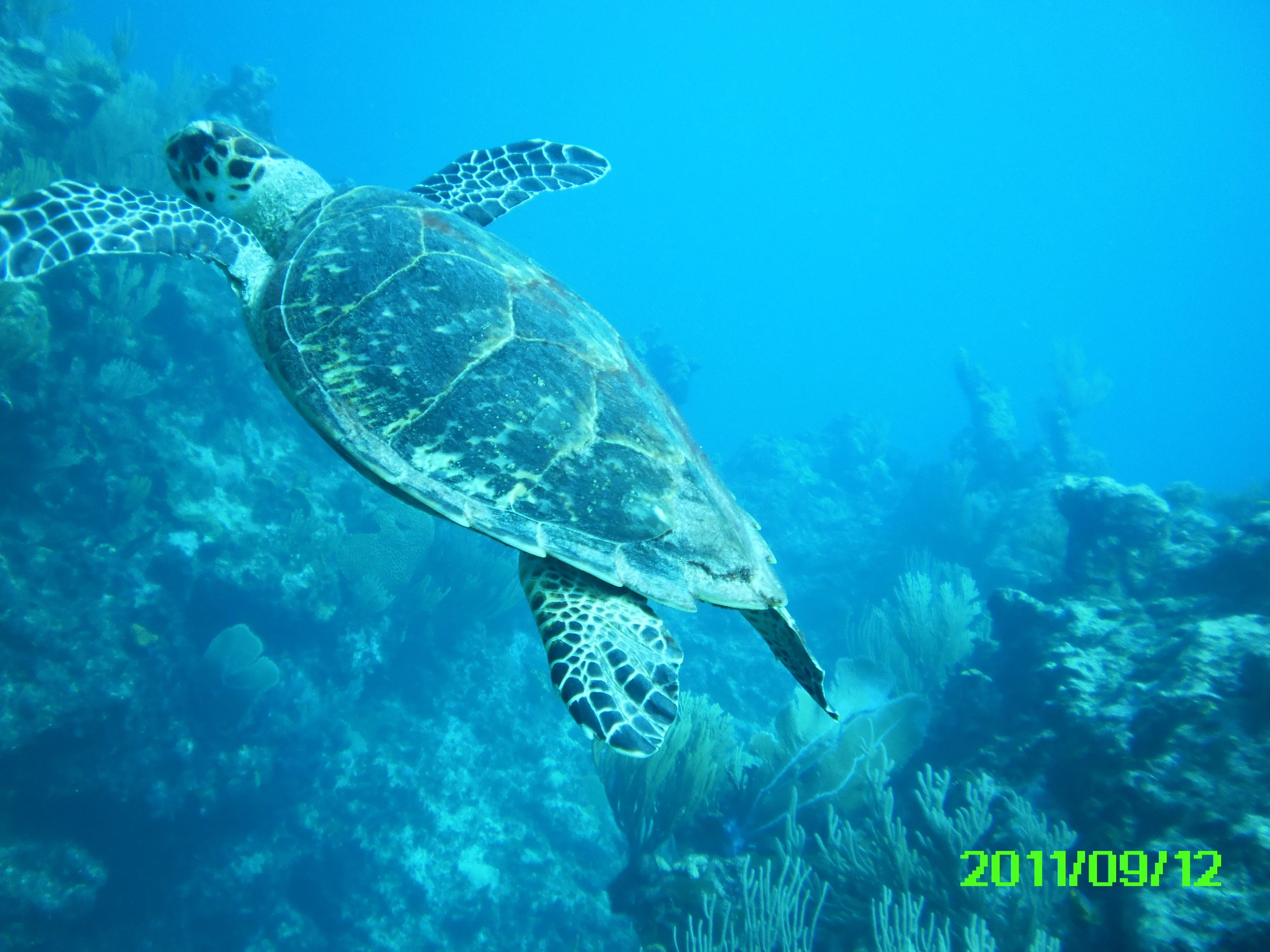 PICT0012.jpg