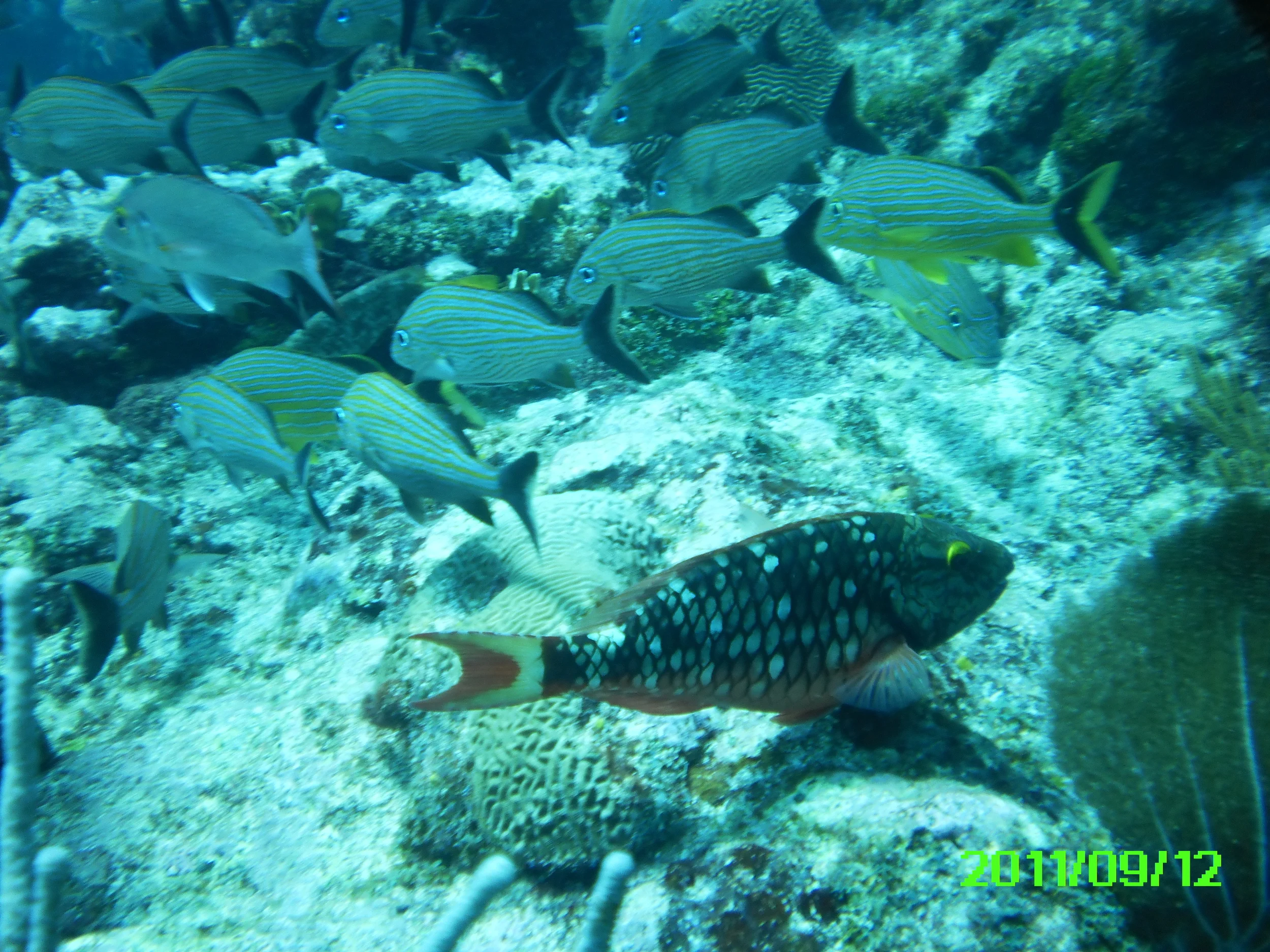 PICT0016.jpg