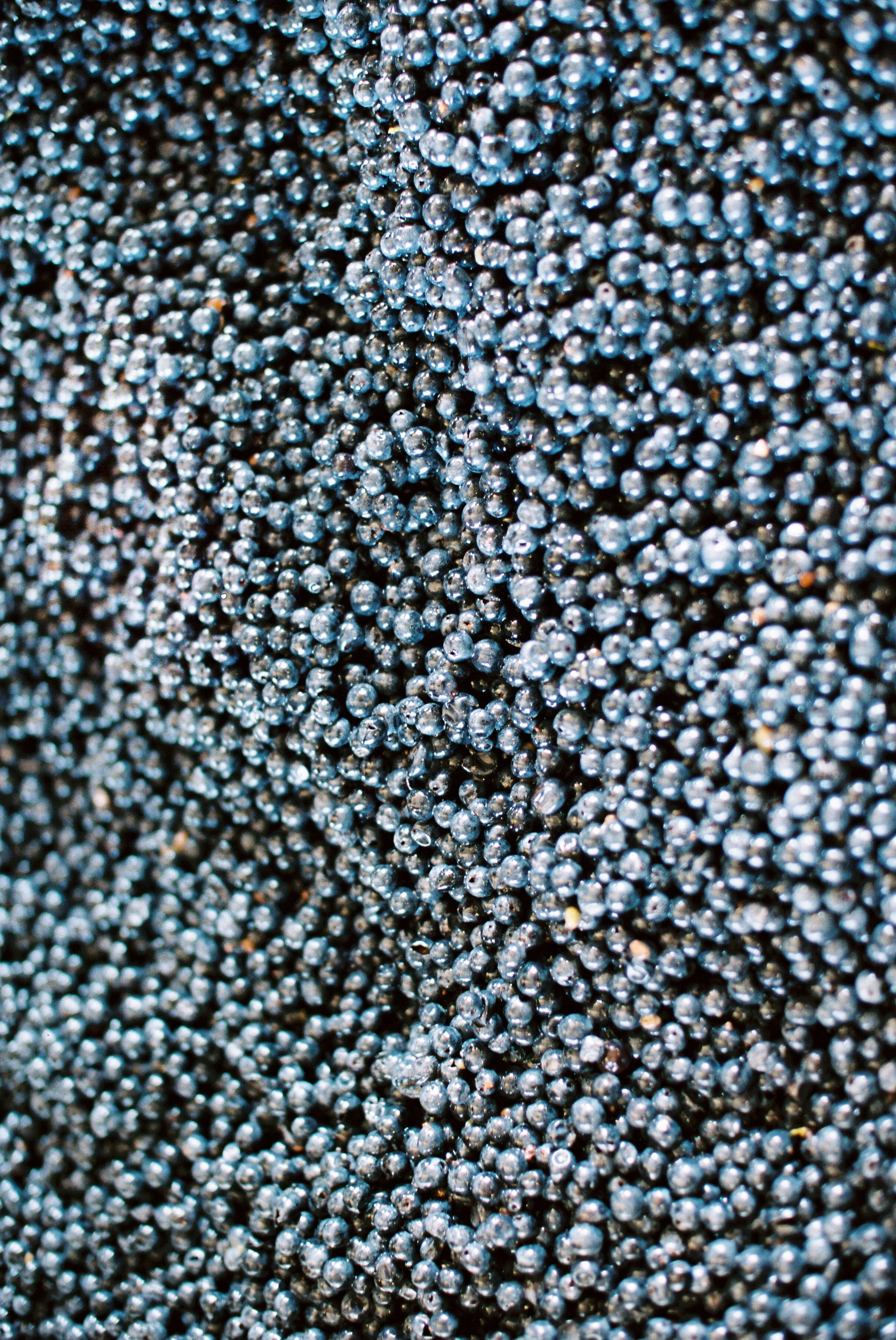 GrapesbySarahAnneRisk.JPG