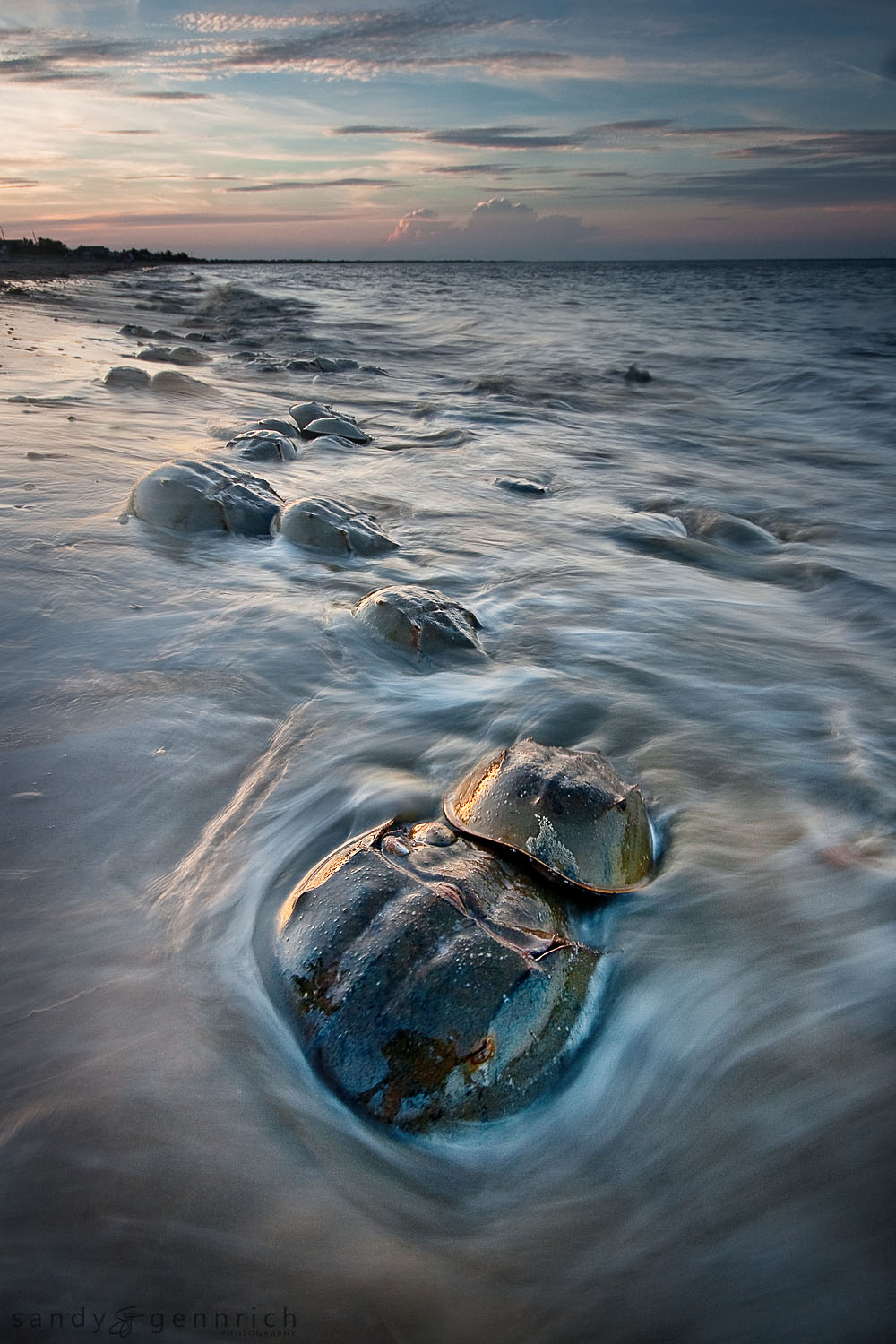 Horseshoe Crab Ritual - Slaughter Beach - Delaware