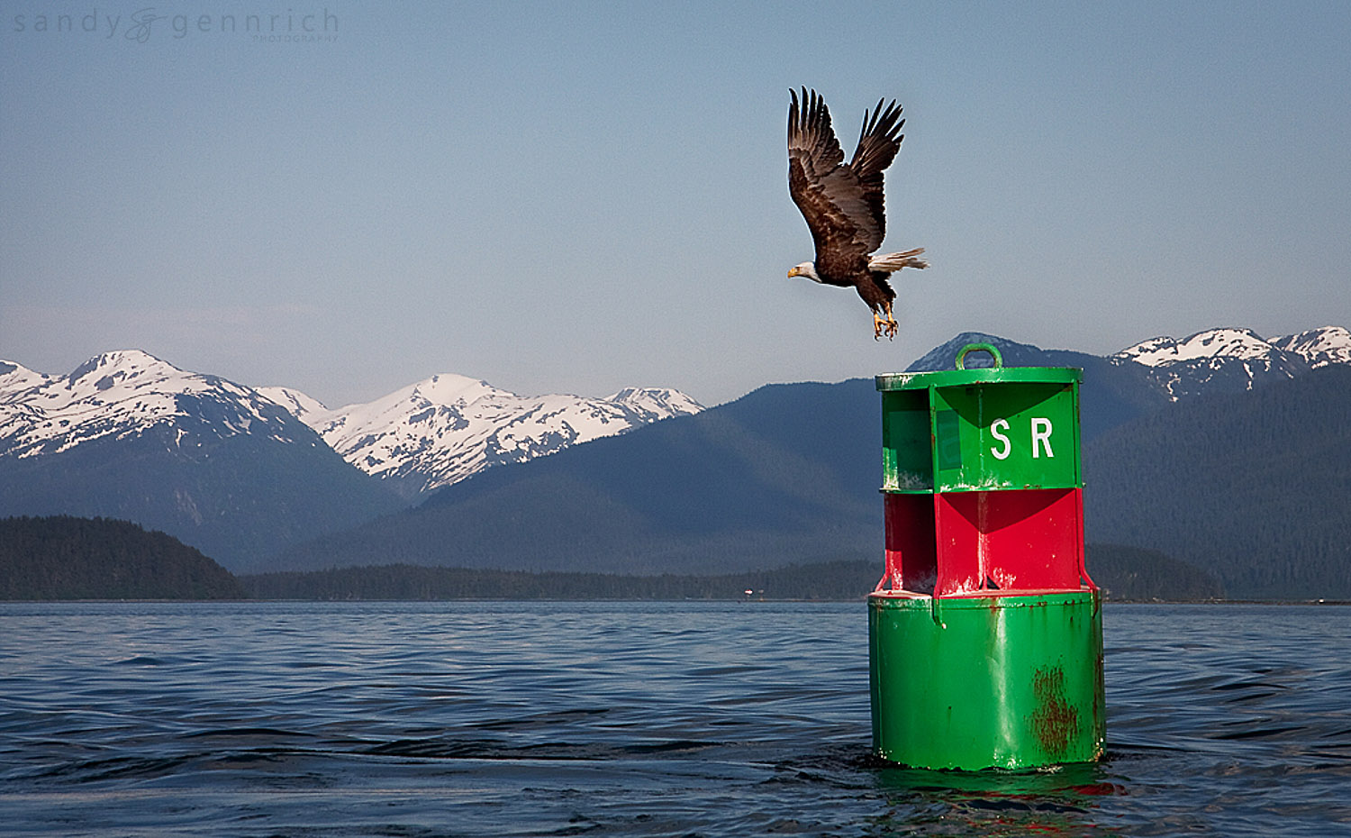 Bald Eagle - Juneau - Alaska