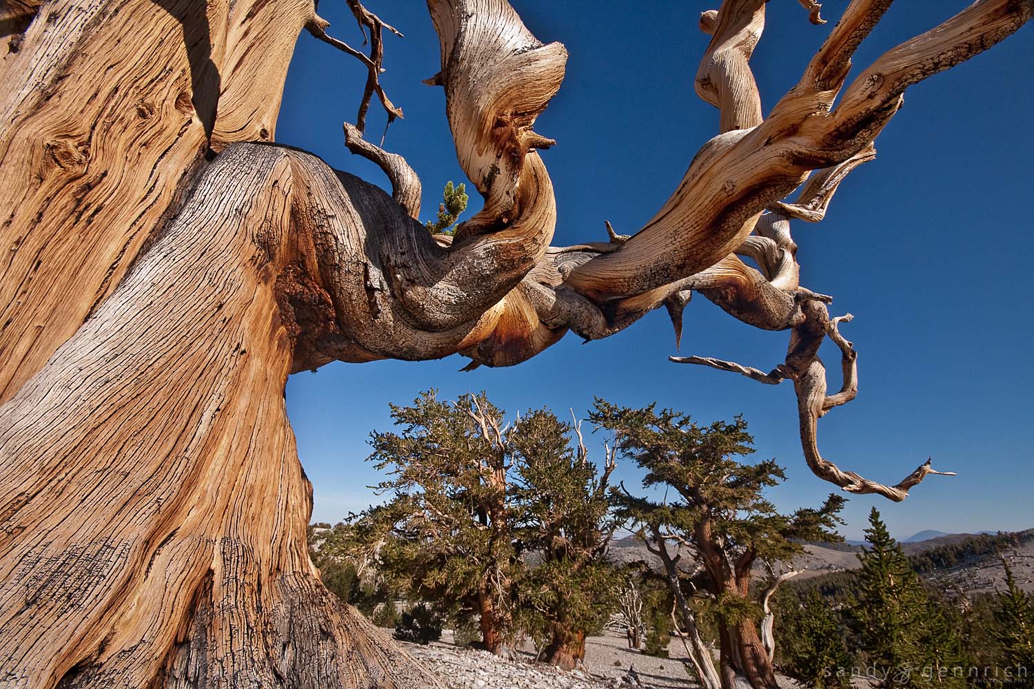 Bristlecone Arch - White Mountains - Bishop CA