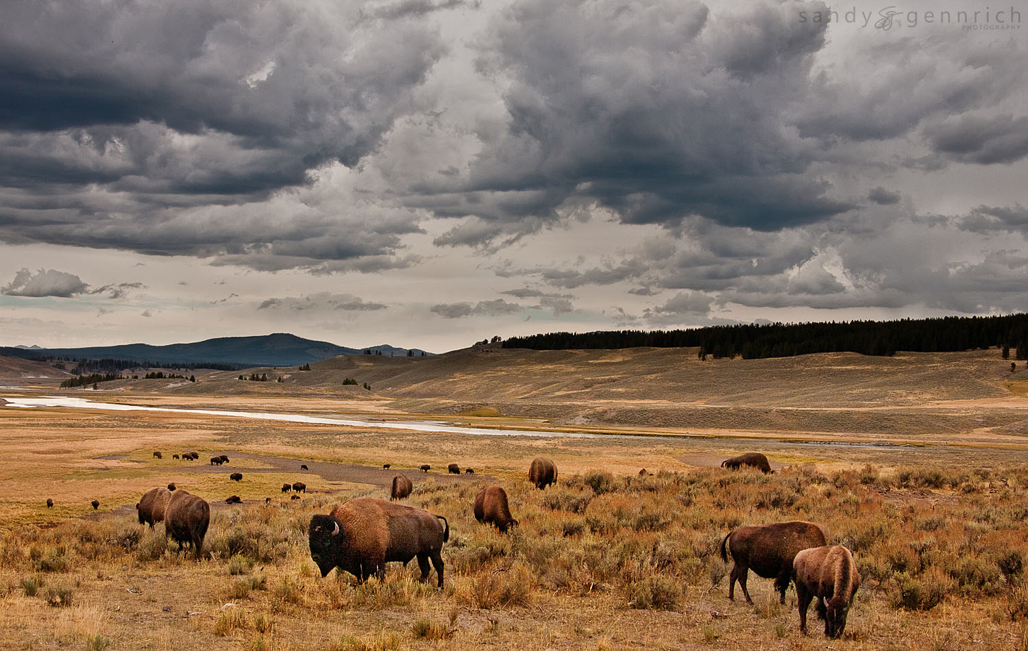 Home on the Range - Bison - Yellowstone National Park - WY