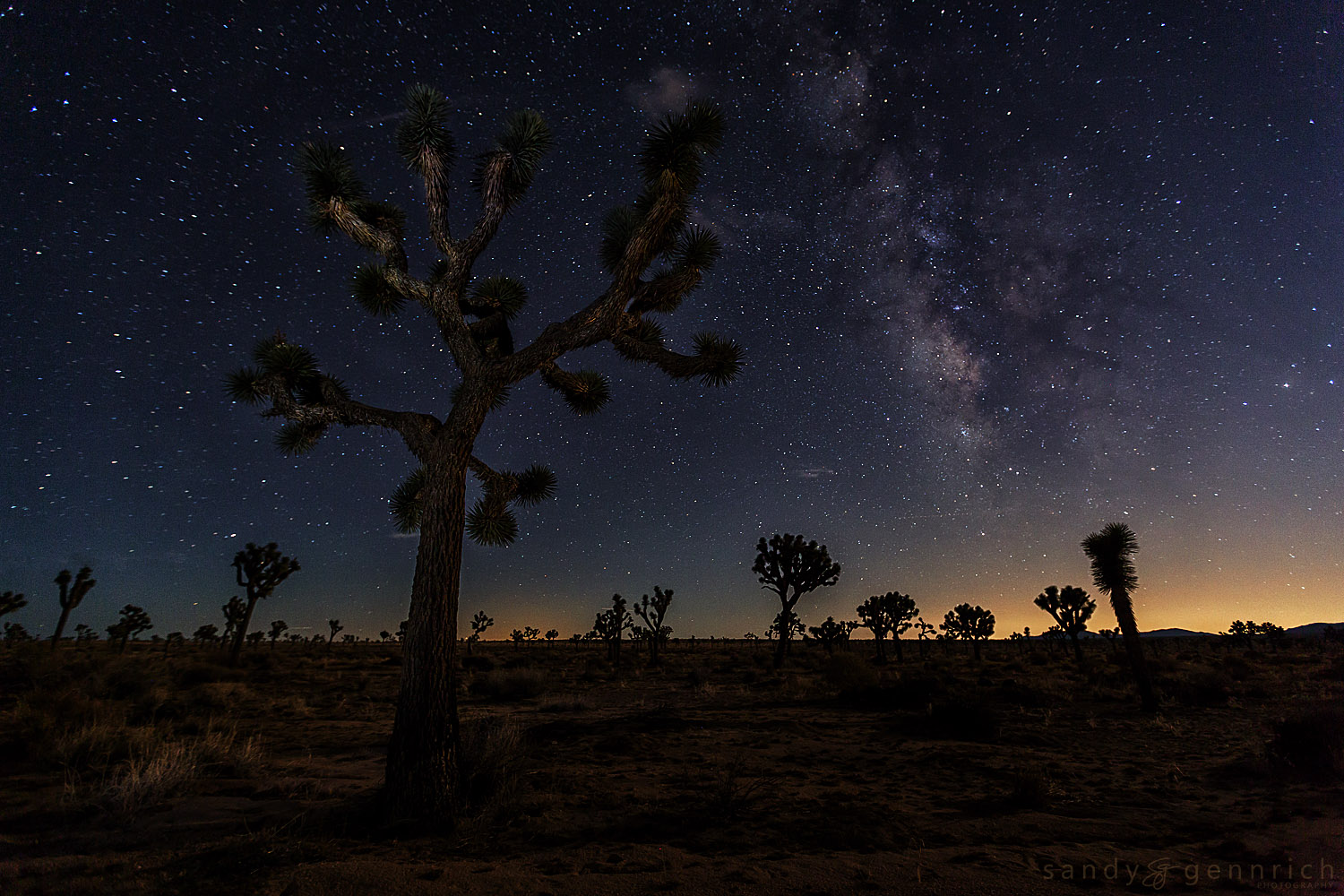 Milky Way and Joshua Trees-Joshua Tree National Park-CA