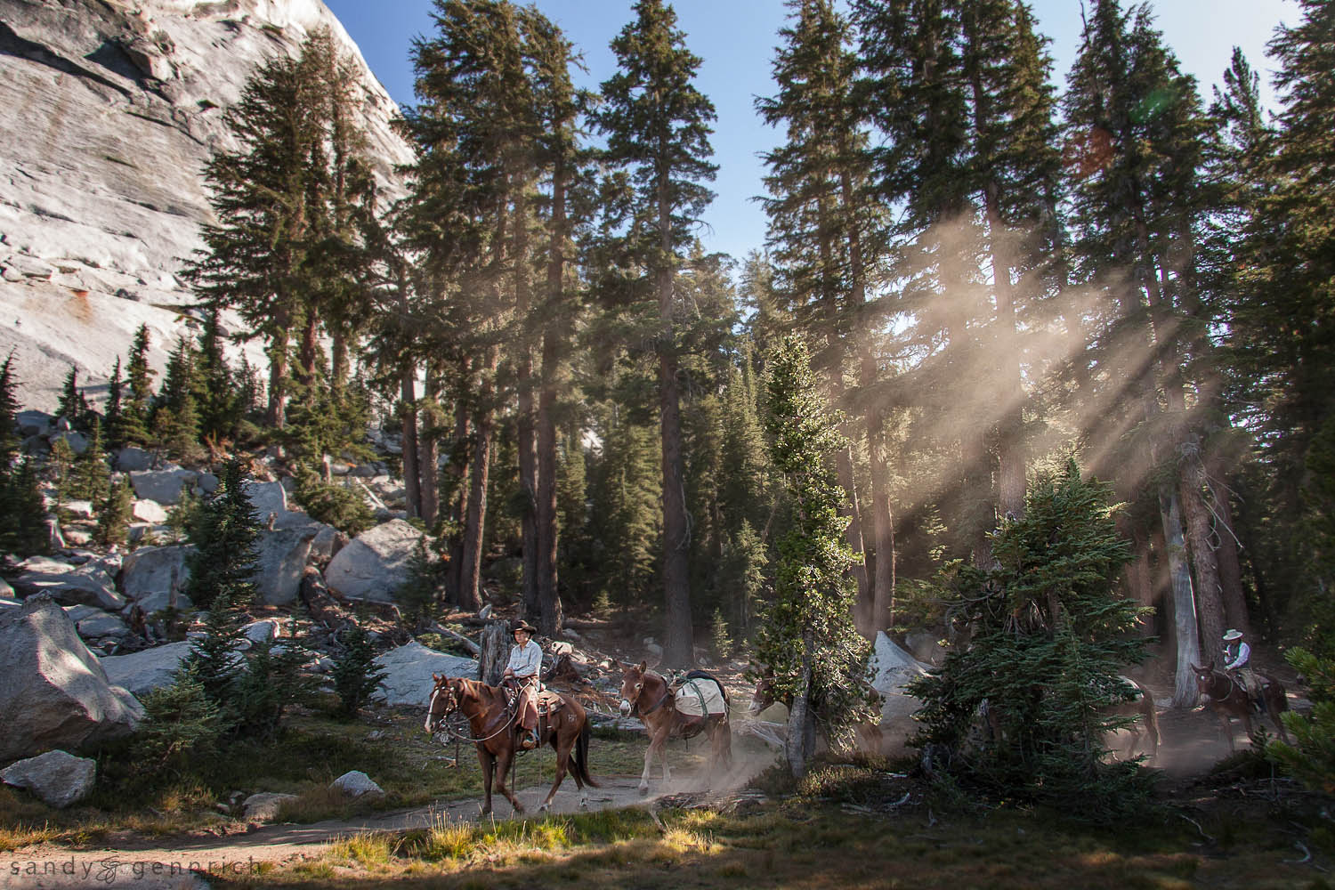 Mule Train - Yosemite National Park - CA