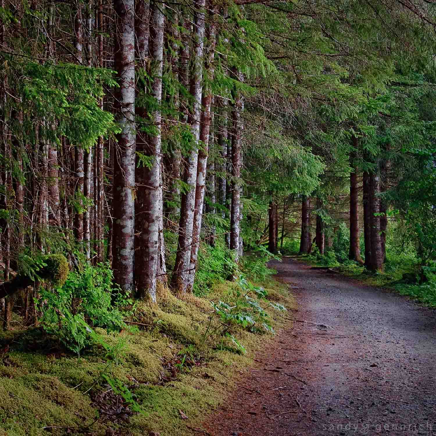 Path Into the Woods - Glacier Bay National Park - Alaska