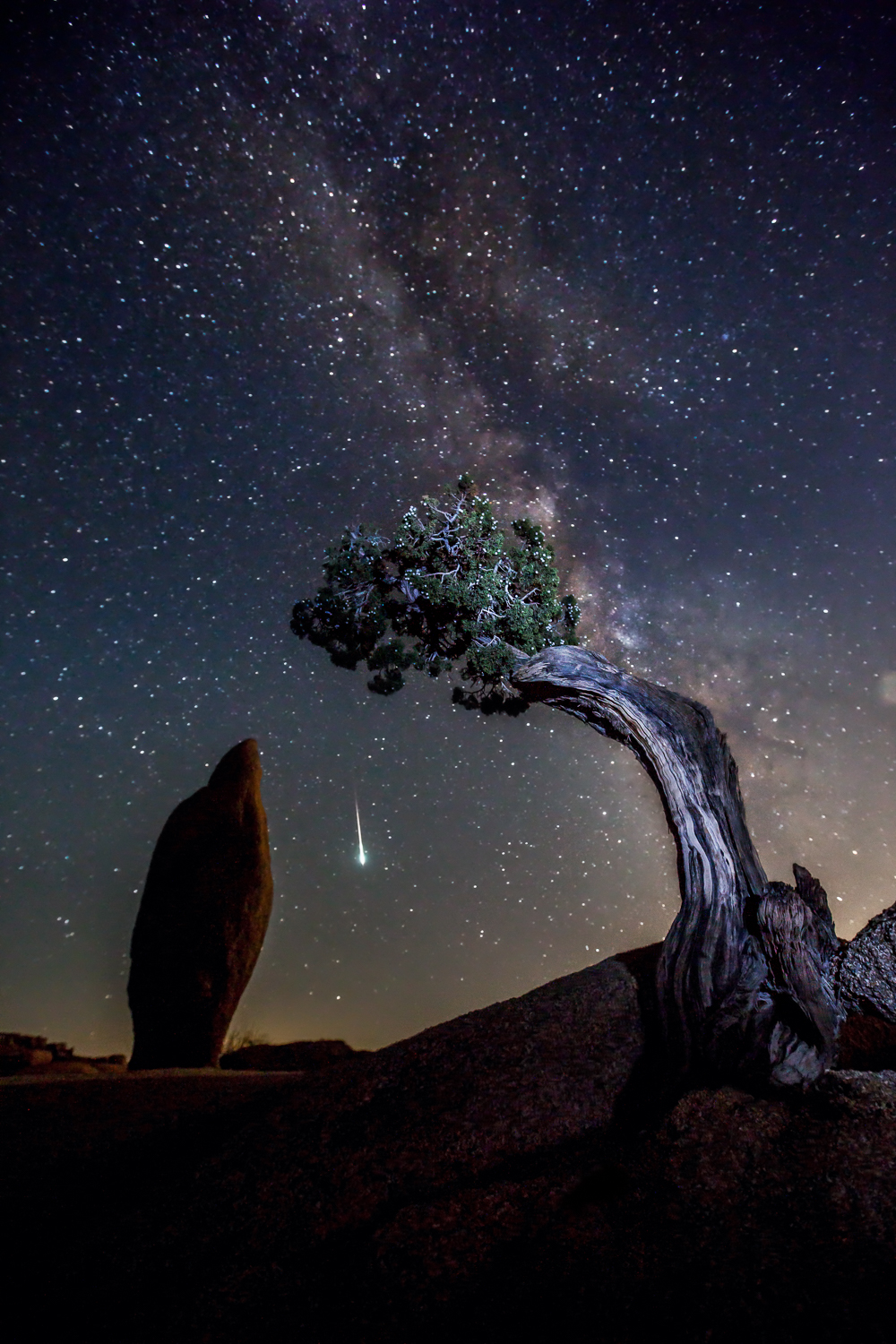 Shooting Star-Joshua Tree National Park-CA