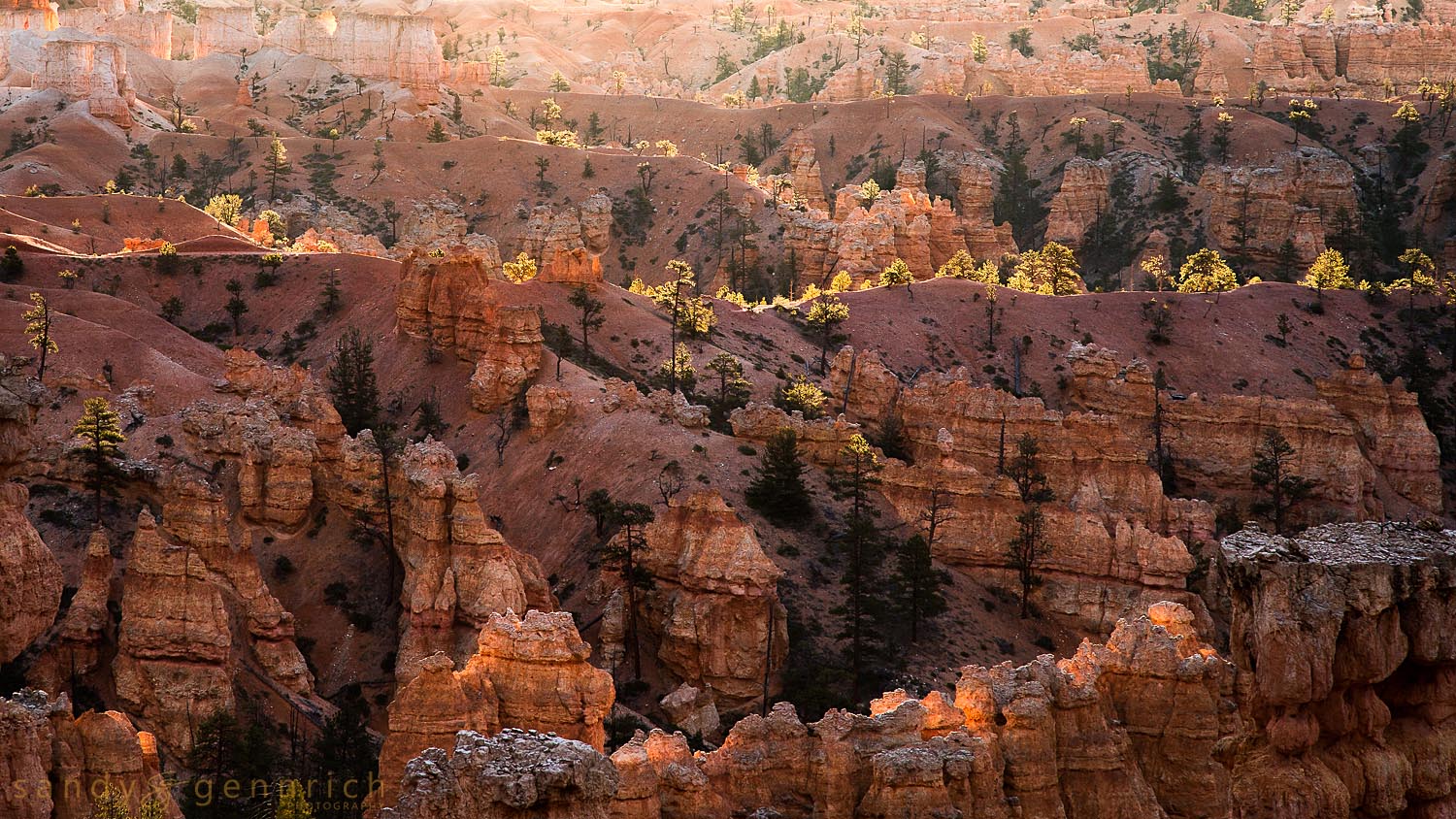 Sun Kissed-UT-Bryce Canyon