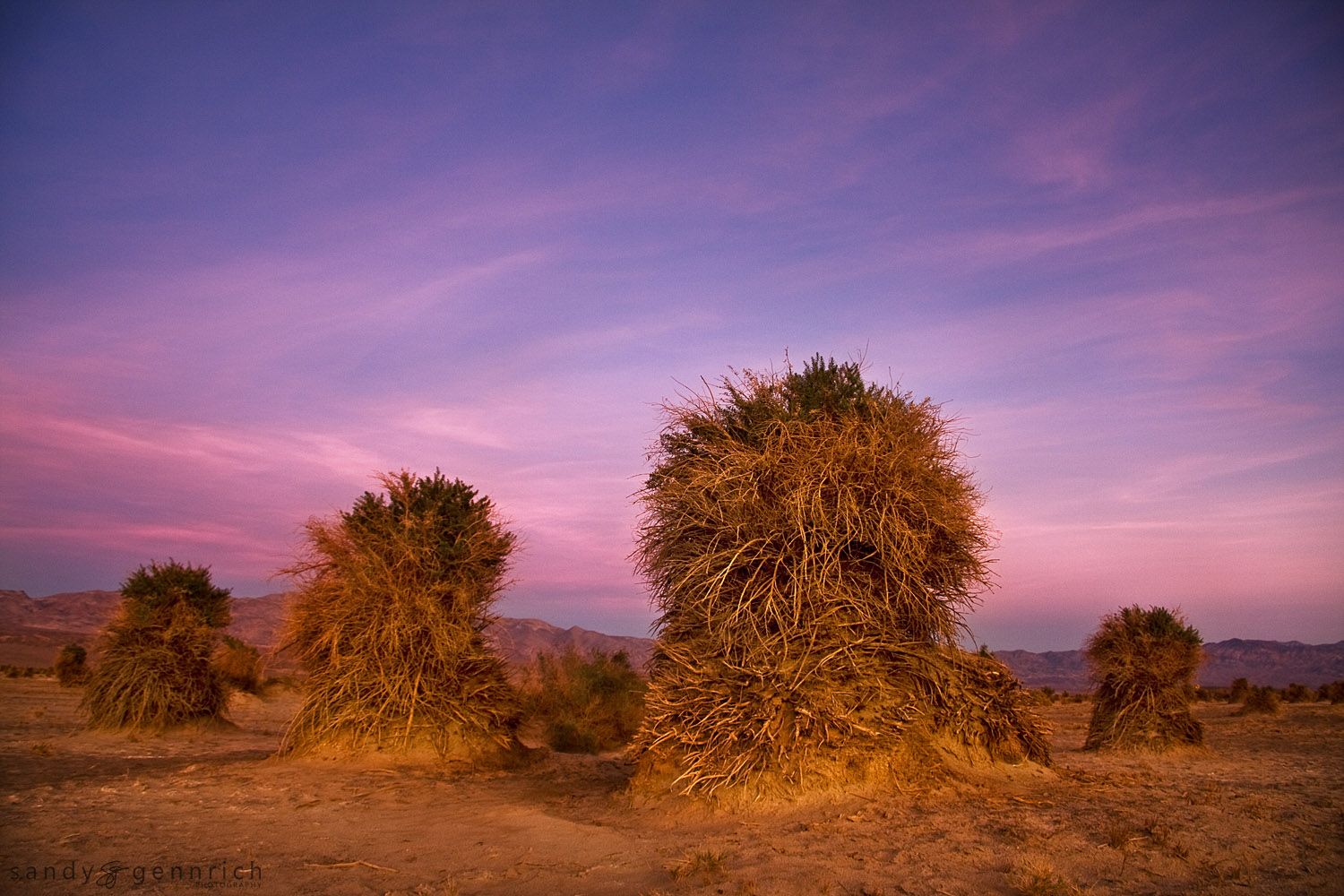 The Devil's Cornfield - Death Valley National Park - CA