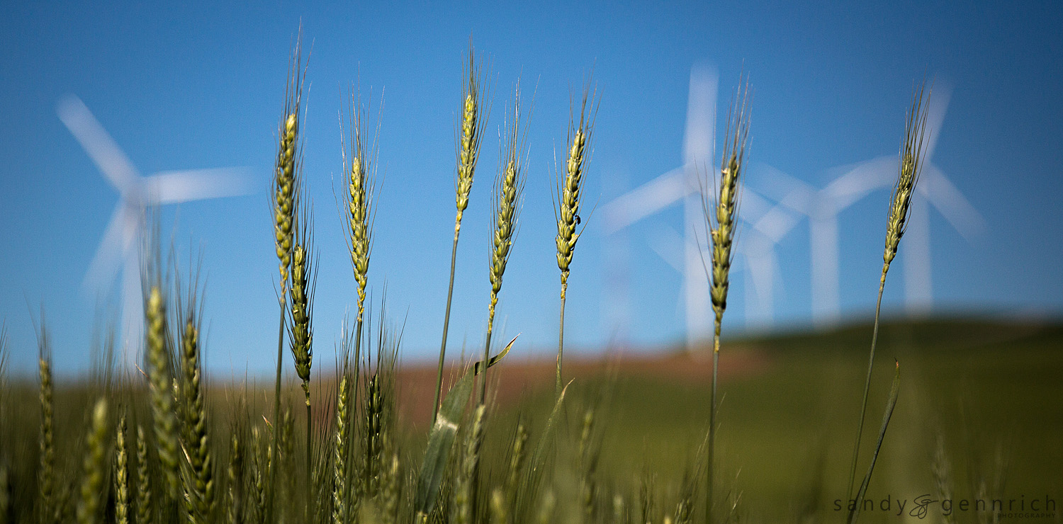 Wheat and Windmills - The Palouse - Colfax WA