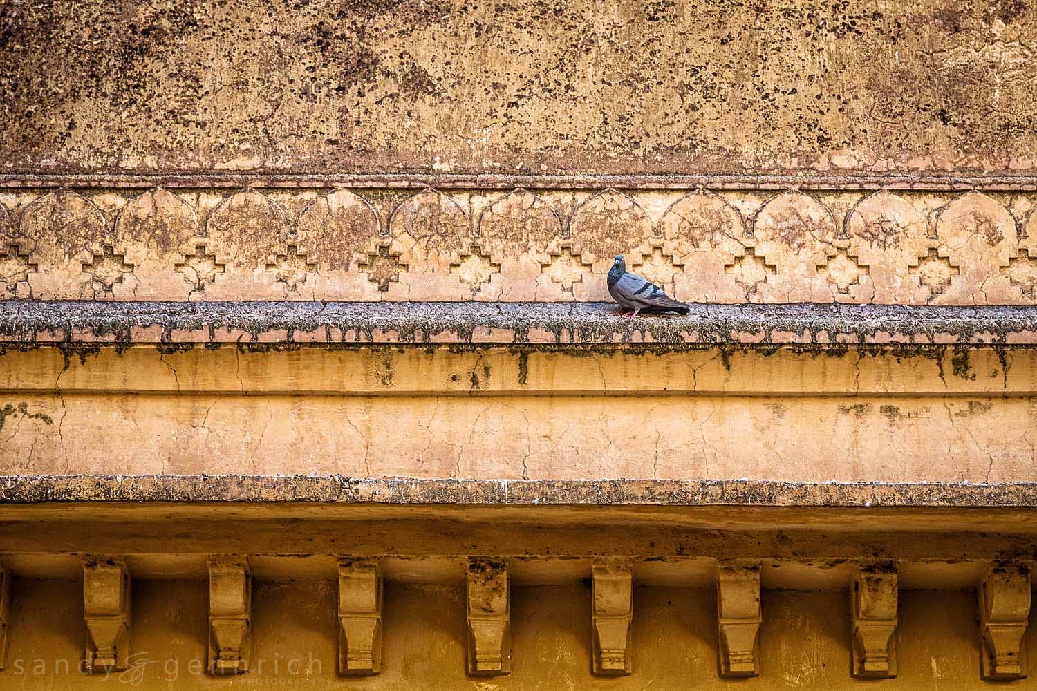 Pigeon and Wall-Fatehpur Sikri