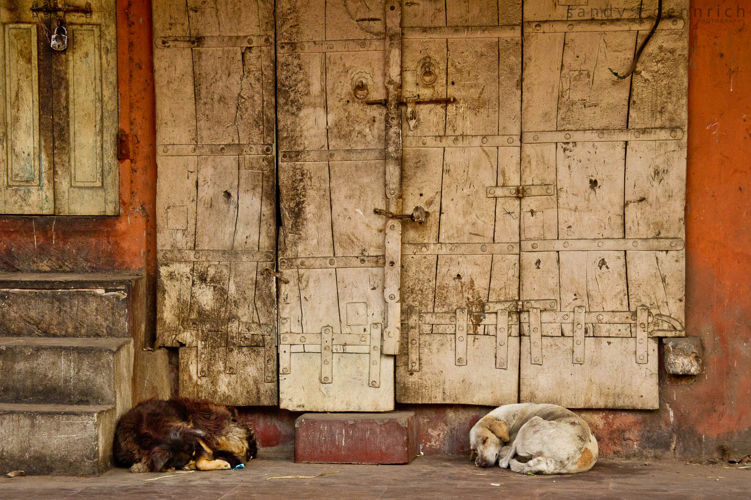 Sleeping Dogs and Detail - Jaipur - Rajastan - India