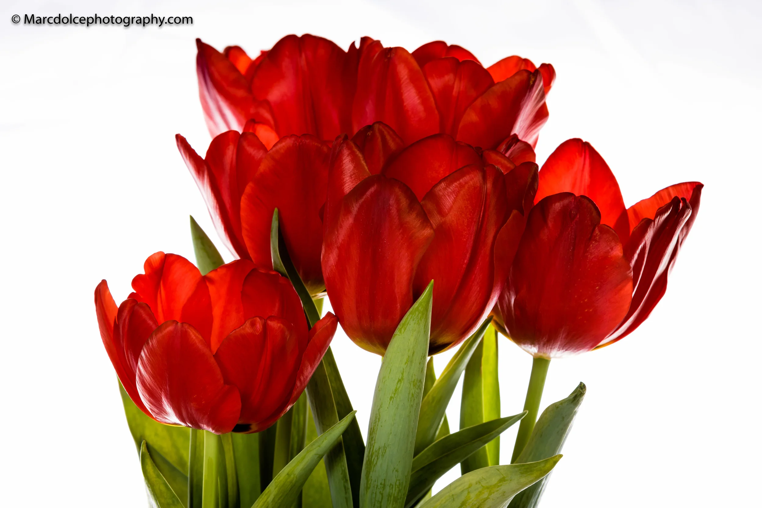 flowers.jpg