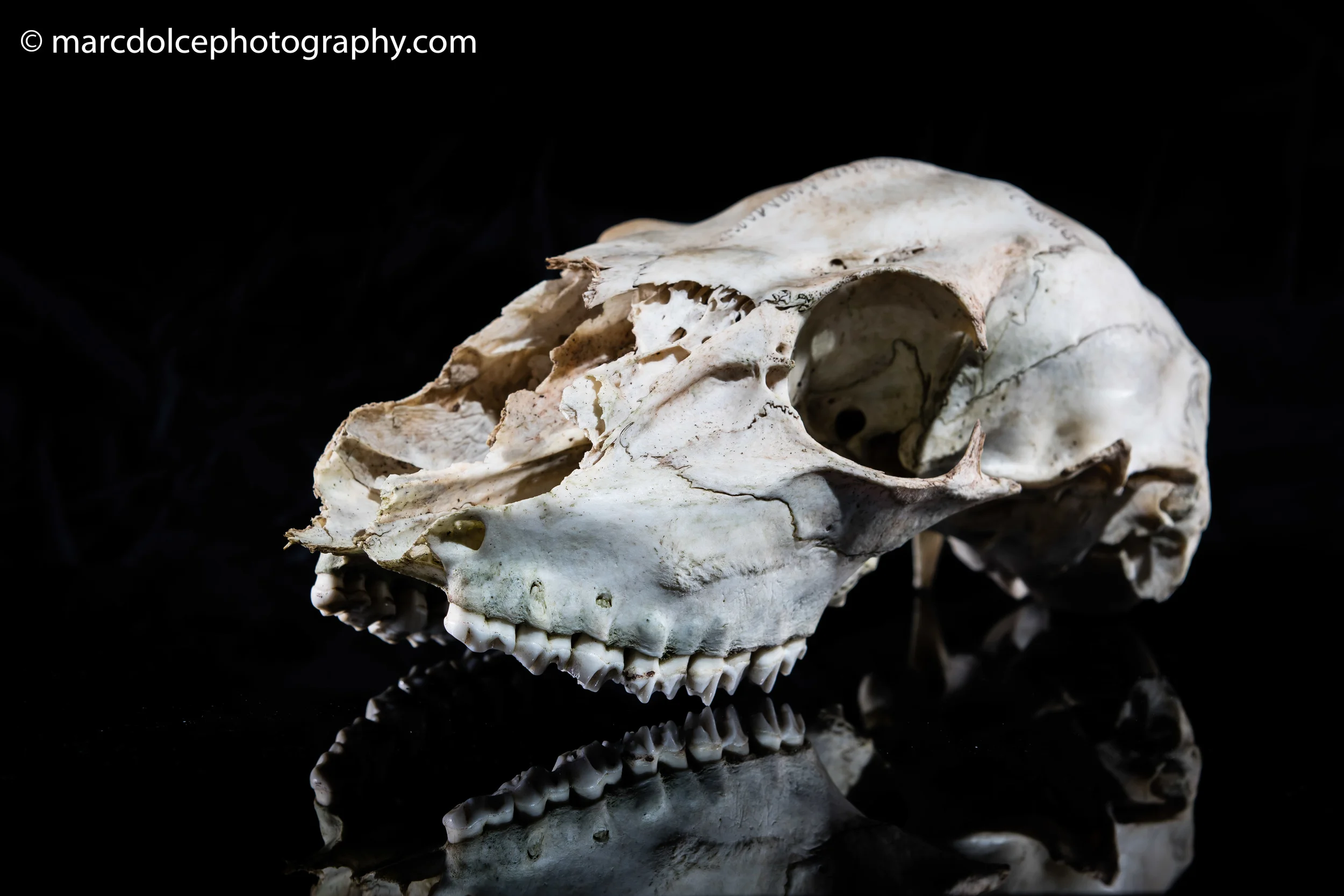 Skull-4.jpg