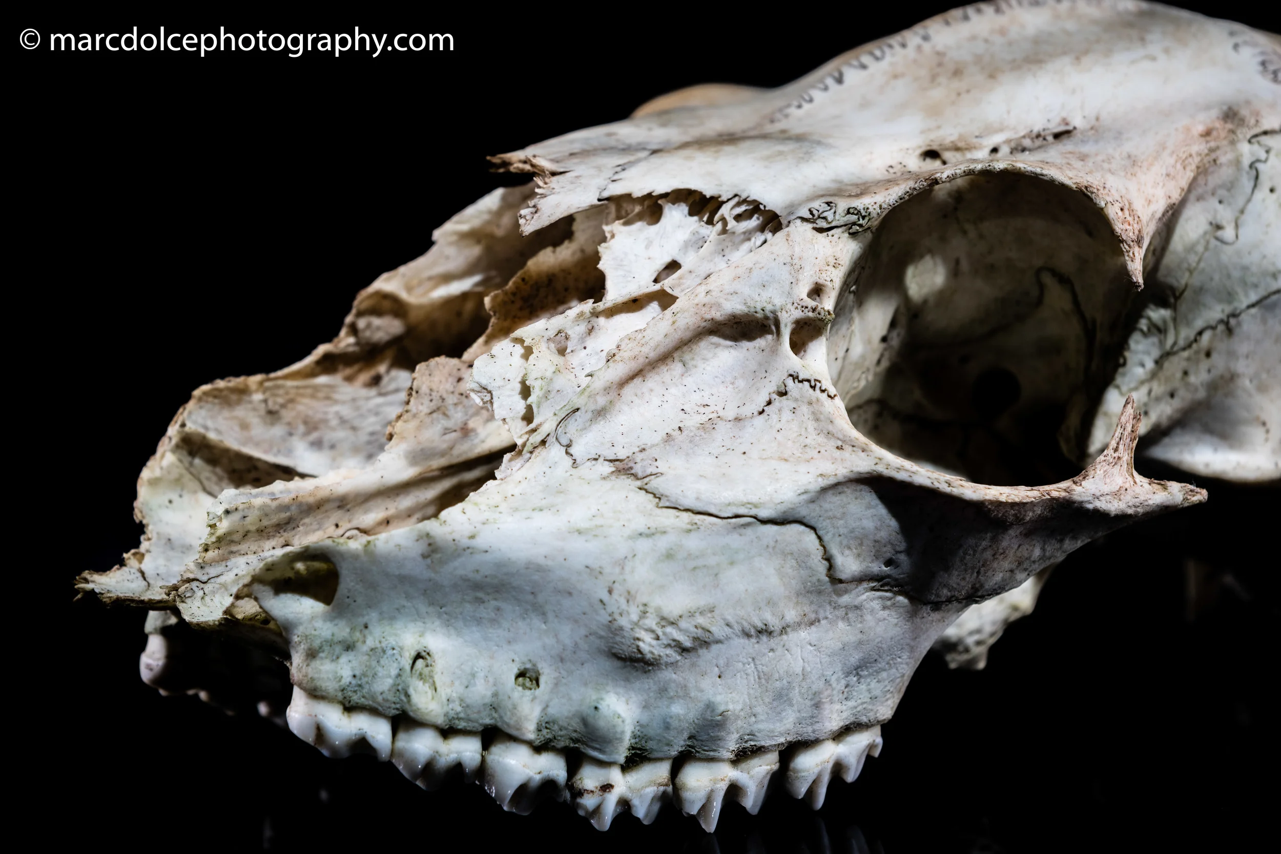 Skull-3.jpg
