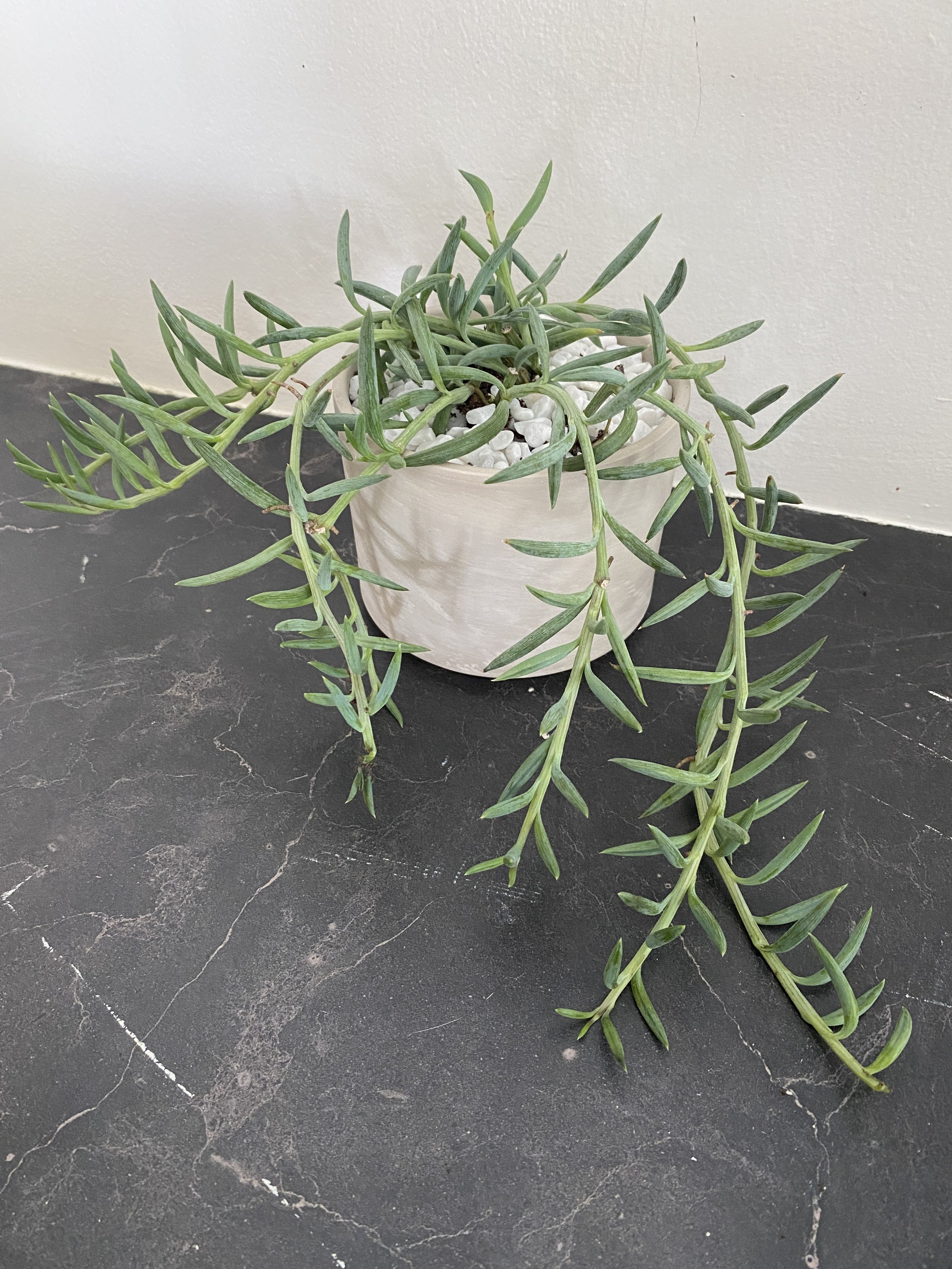 Senecio Fish Hooks