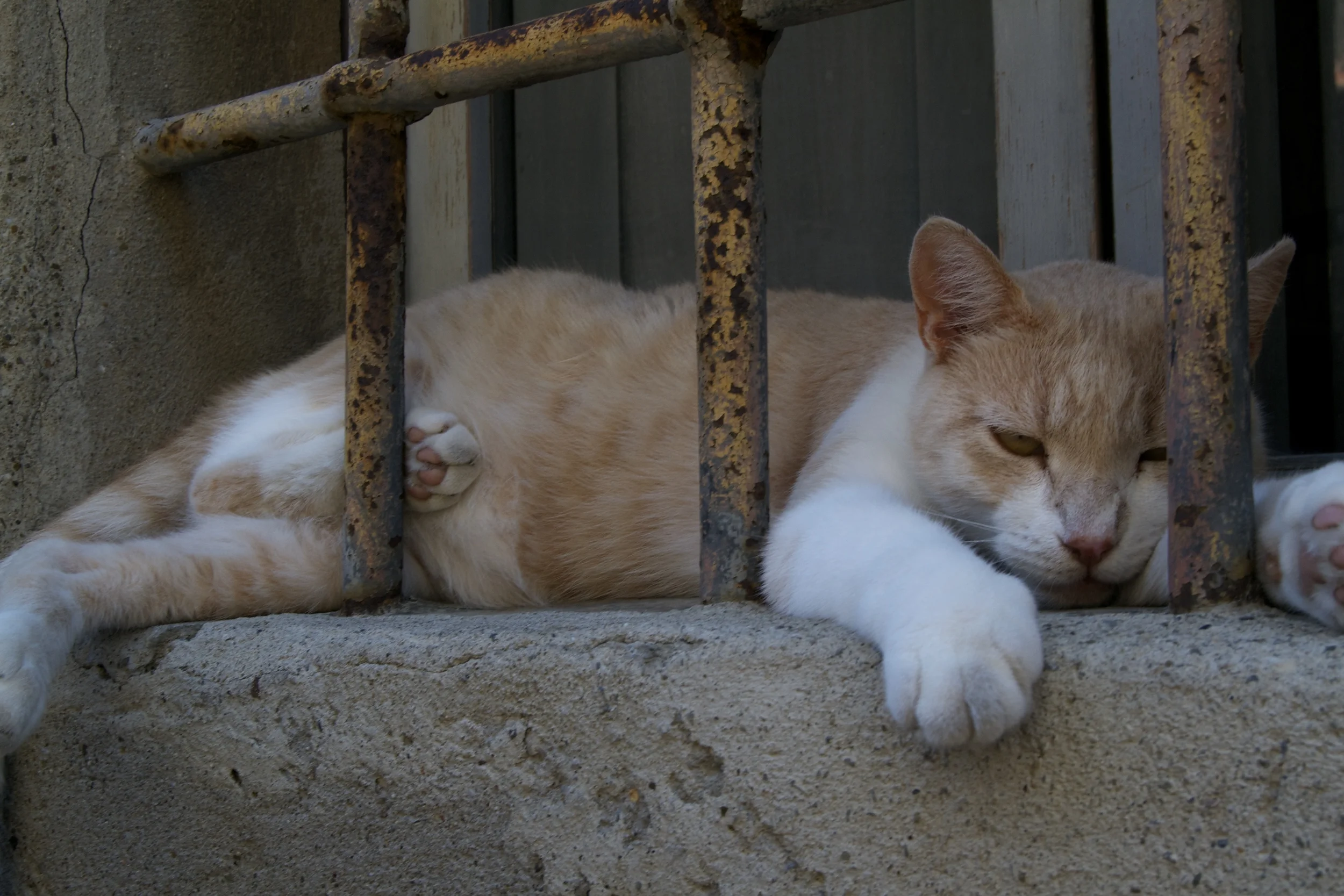 dsc_0090_21648698272_o.jpg