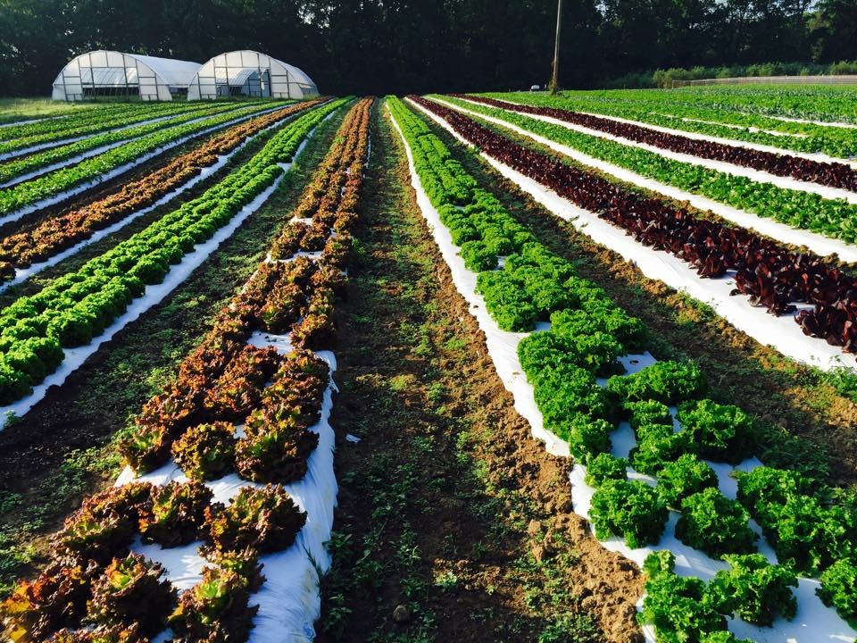 Gallery — Signal Mountain Farm
