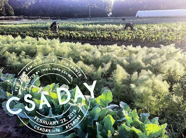 Happy national CSA day . No better time to sign up online  www.signalmountainfarm.com
#since1998 
#signalmountainfarmcsa 
#chattanoogacsa 
#csafarm