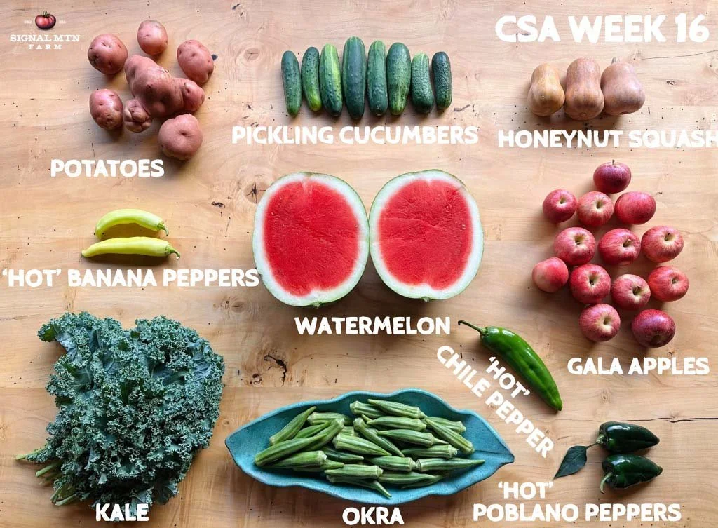 Week 16