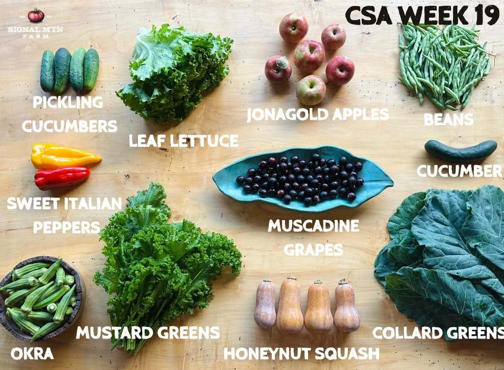 Week 19