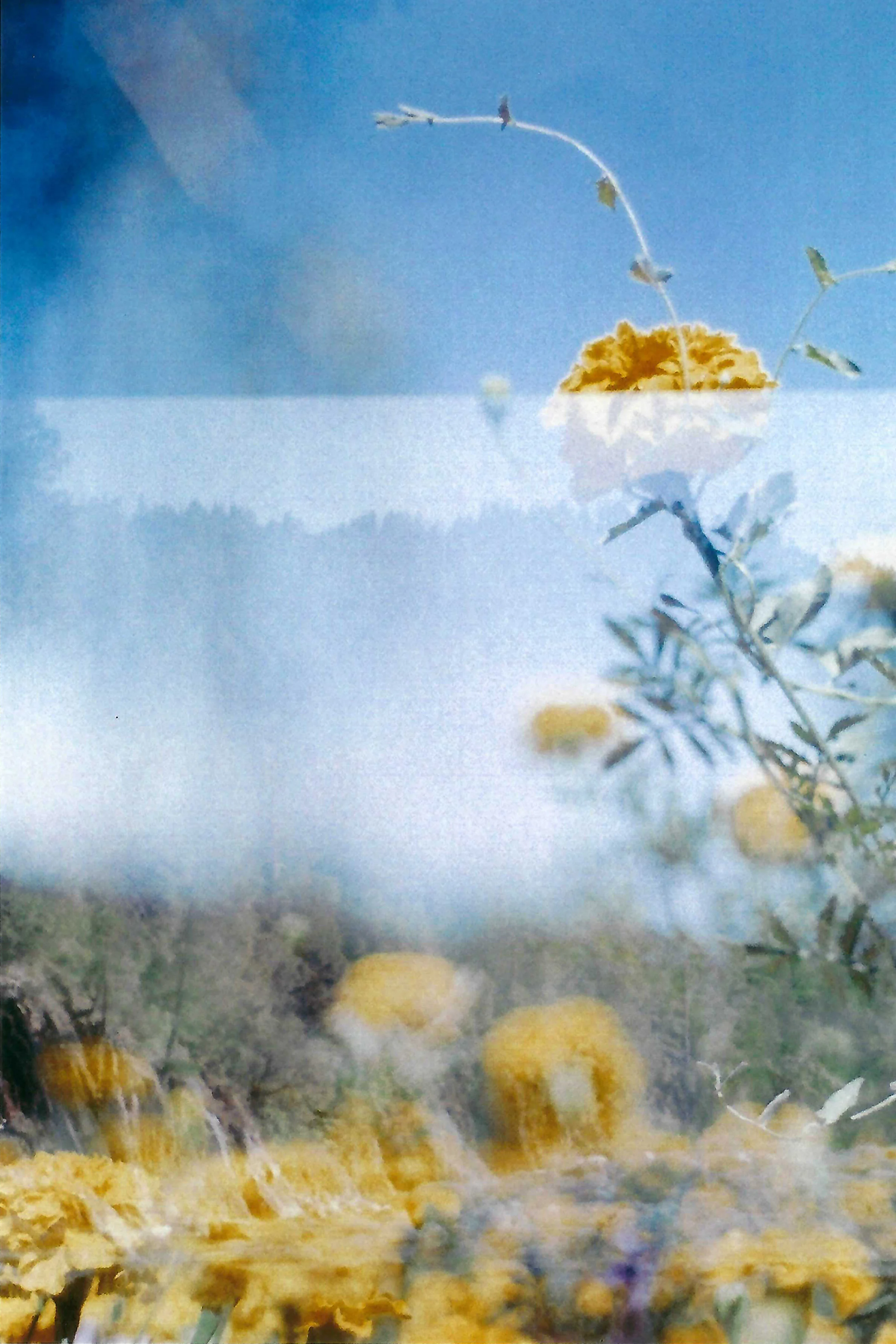 flower1.jpg