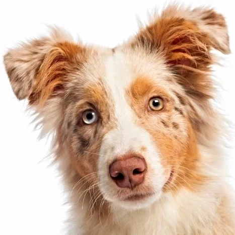 Dog-with-Glasses.jpg