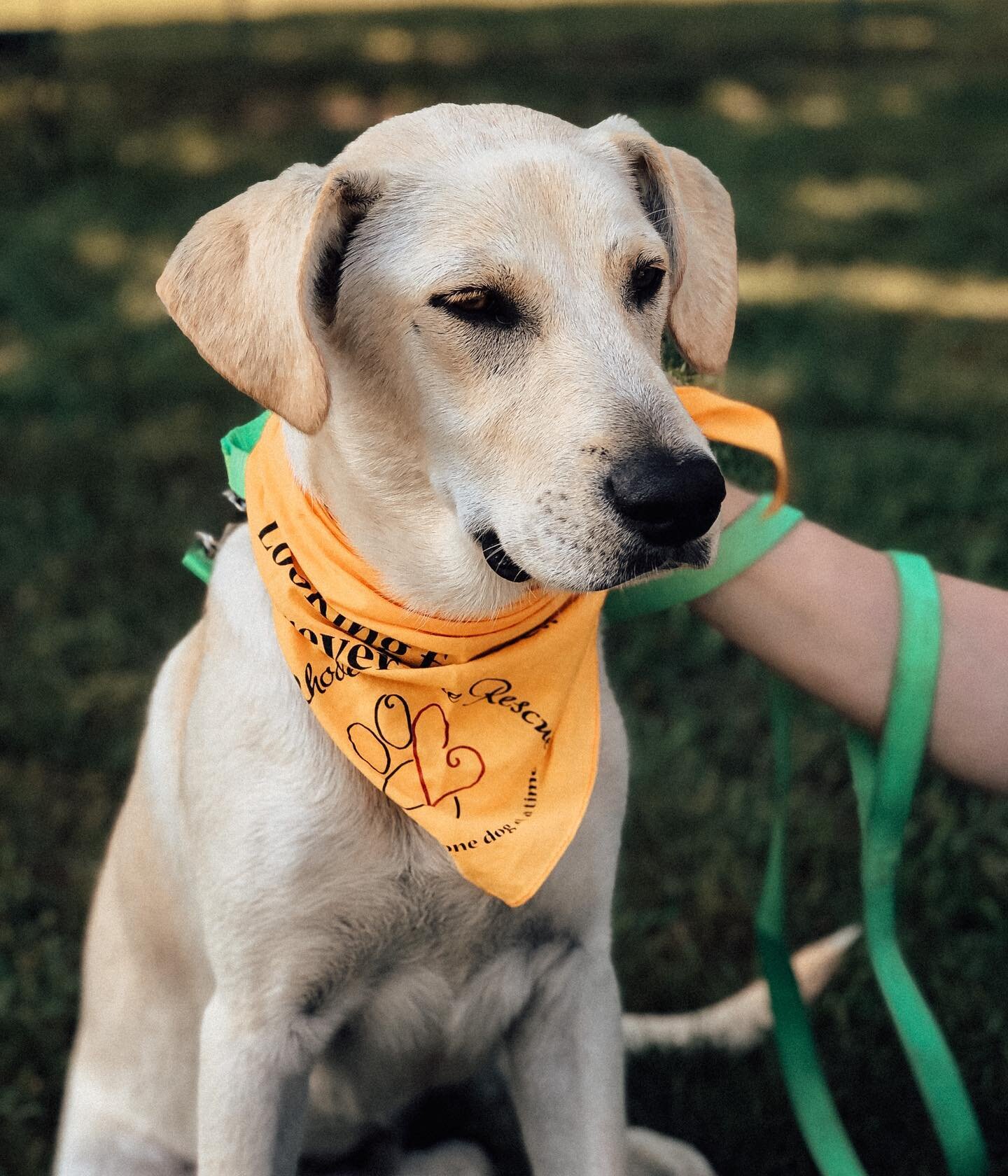 Bobby Bobby Bo Bobby! You know how it goes. Come hang with him at Washington County Fairgrounds until 4pm today! He&rsquo;s with @rhodehomerescue