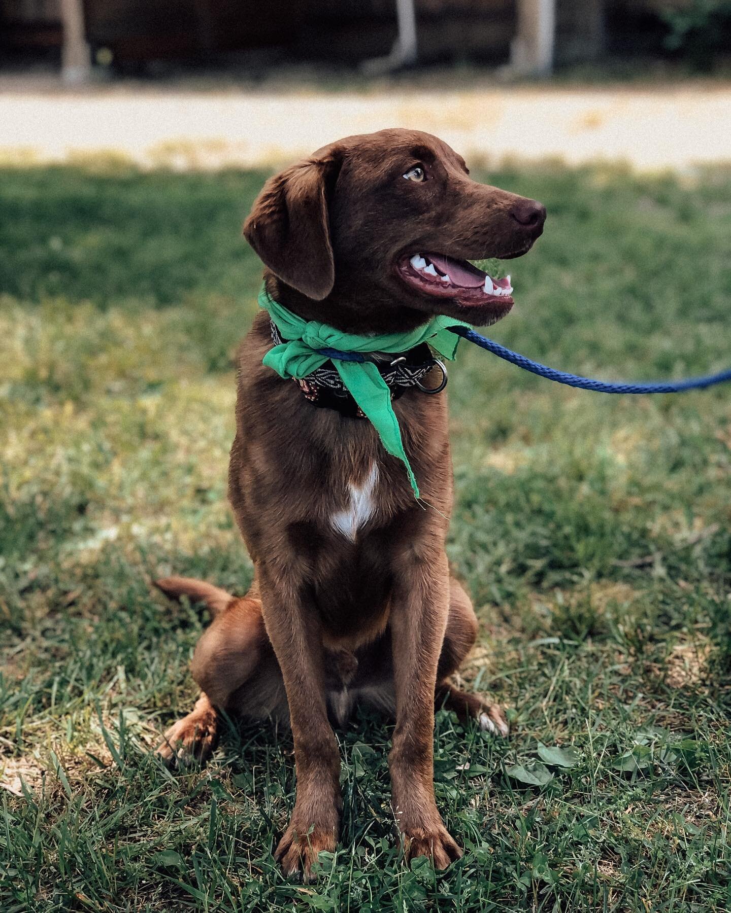 Foster is here with Charlestown Animal Shelter and he is one heck of a dog. He&rsquo;s handsome, playful, lovable and a mix of all the best breeds! 6 months old and ready for a home to call his own!