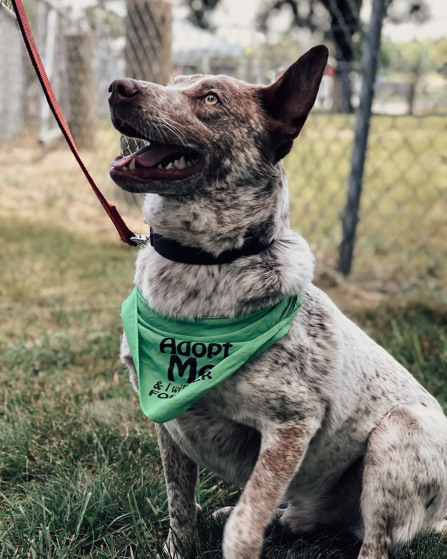 Chase is an Australian Cattle Dog mix! He is super chill and just the best dog ever! Come give him a pet, he&rsquo;s with @rufftalesrescue