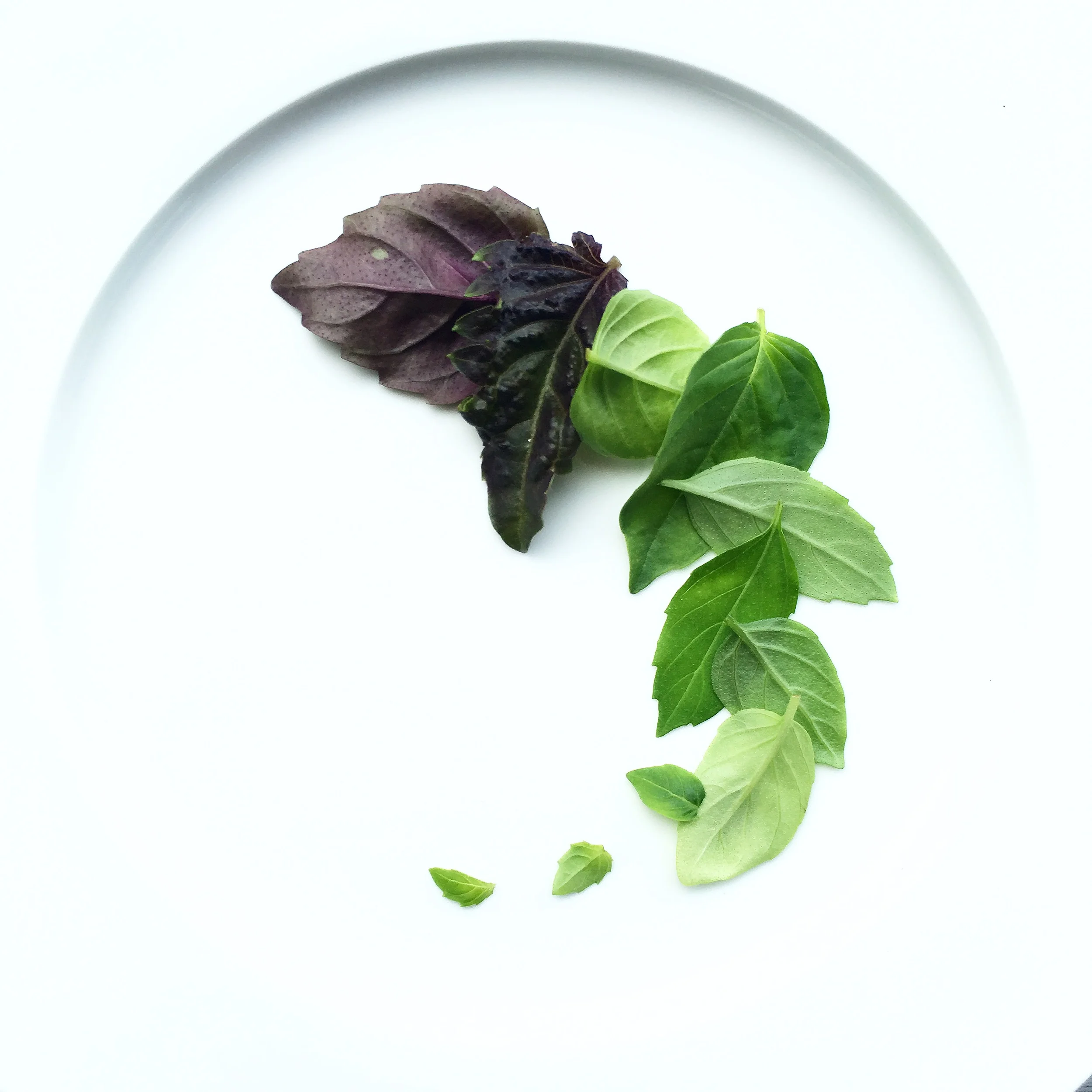 Ten Basils. Opal. Purple Ruffles. Genovese. Thai. Cinnamon. Lemon. Lime. Bush. Pluto. Tulsi. 