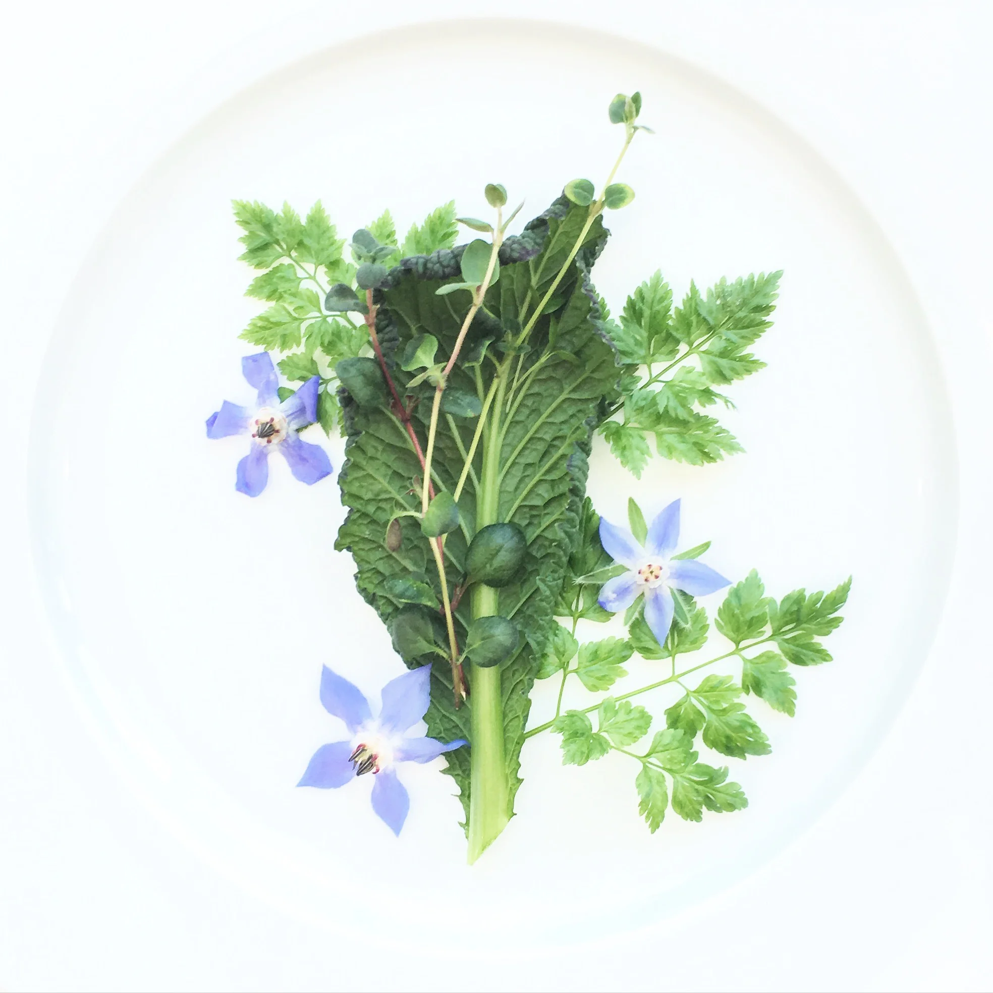 Giant Mustard Greens. Chervil. Broad-leaf Thyme. Borage Flowers. 