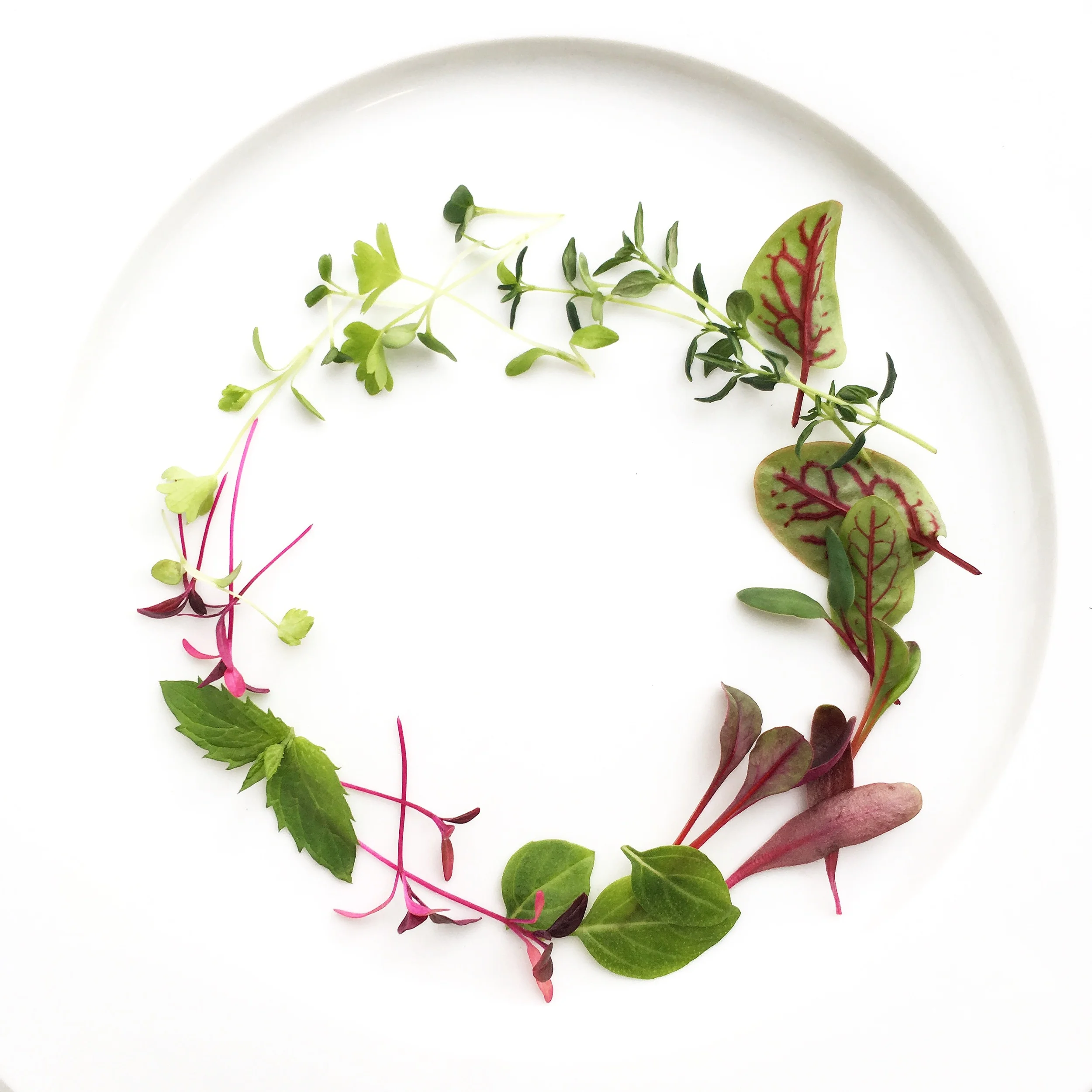Micros: Beets, Arugula, Red Vein Sorrel, Mint, Basil, Thyme, Cilantro.