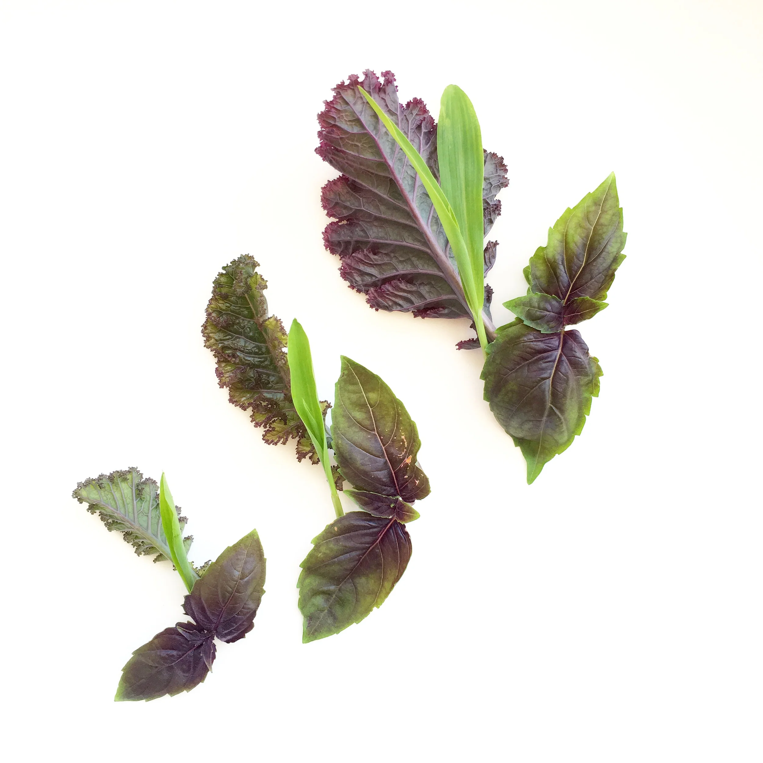 Scarlet Kale. Rosie Basil. Popcorn Shoots.