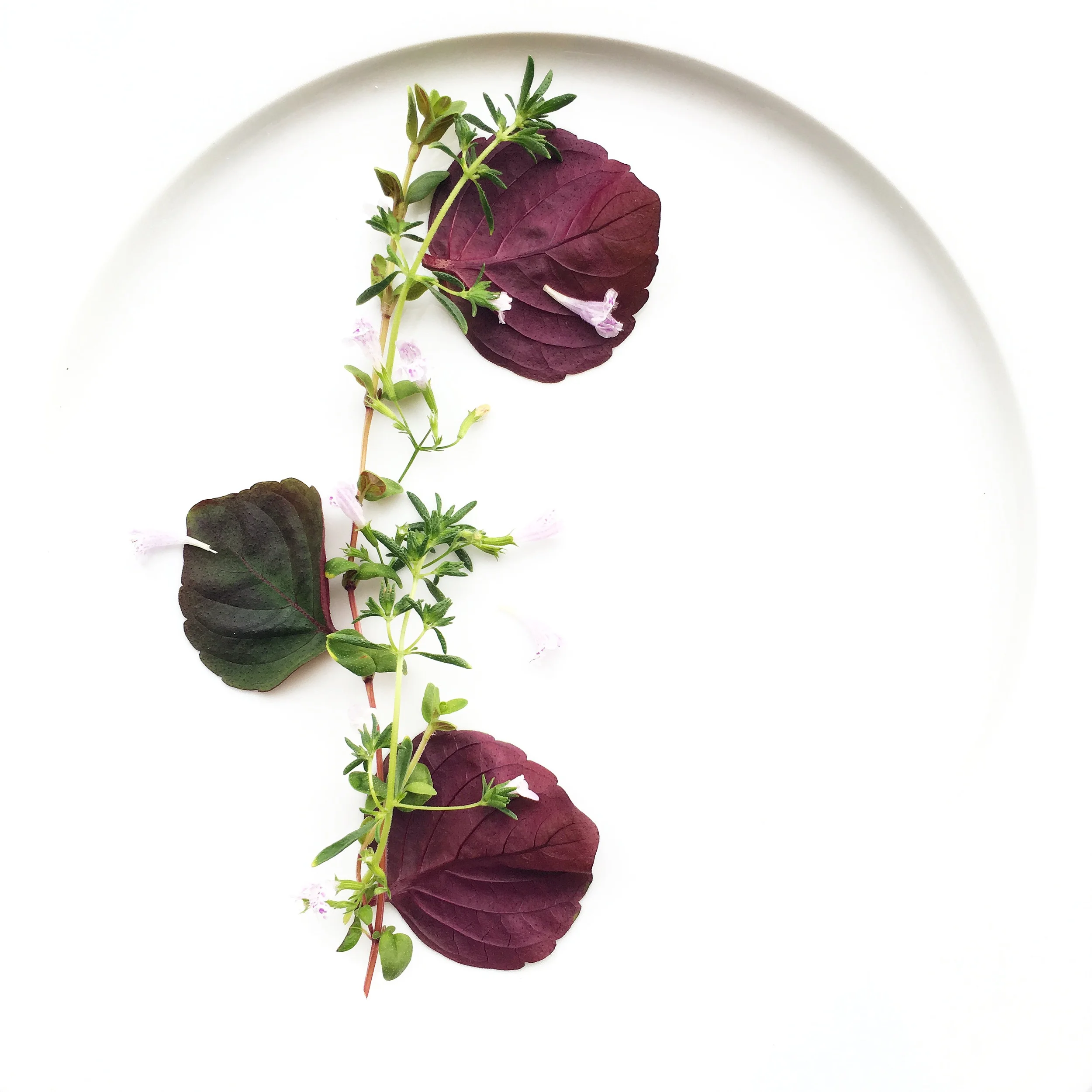 Baby Britton Shiso. Broad-Leaf Thyme. Nepitella Flowers. Savory. 