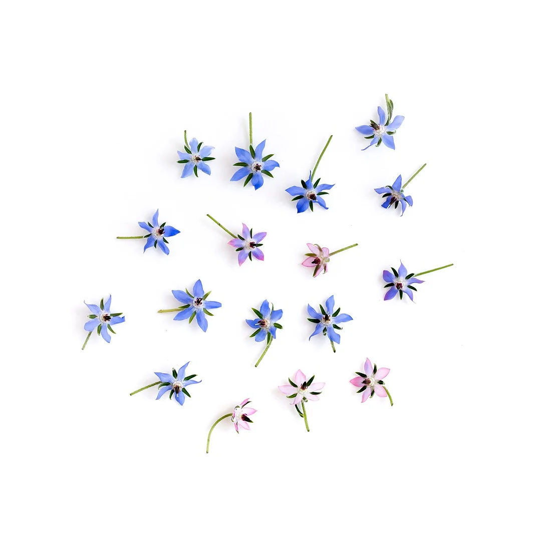 Borage flowers. Pretty, aren't they.