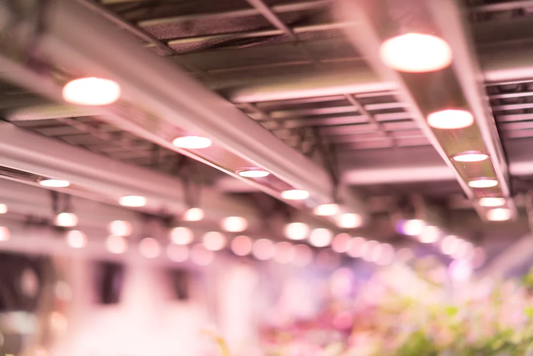 Lighting is a crucial input for plants. It is important to have a solid understanding of what lighting to use for your ideal indoor system.