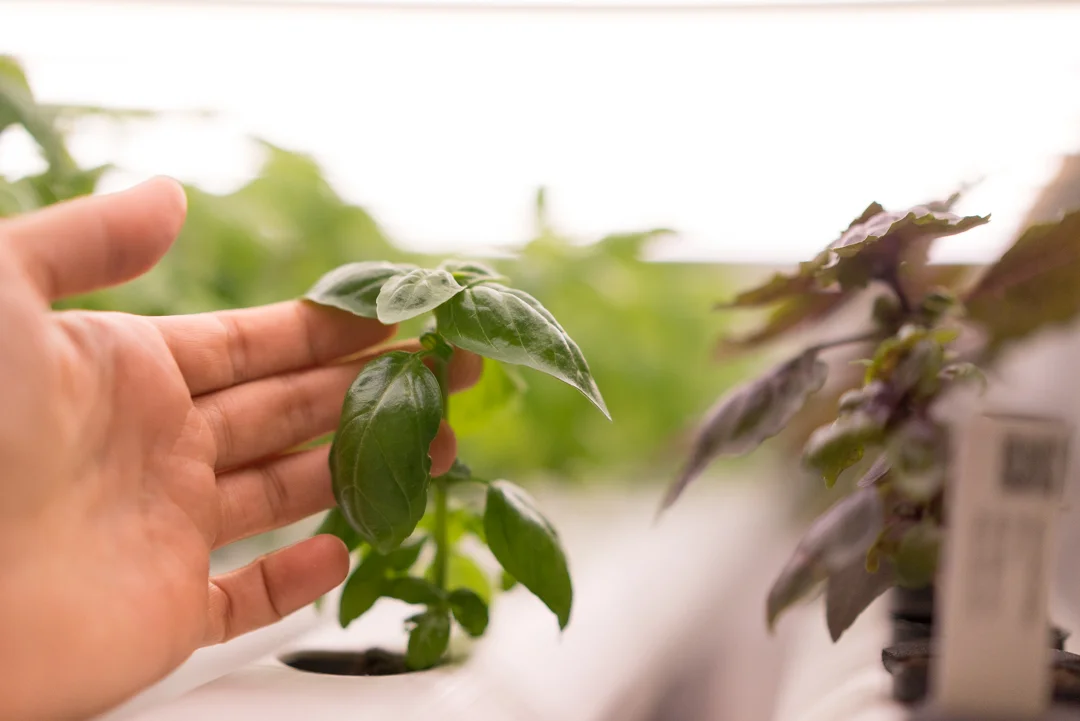 Plants are living, breathing, complex life forms. We can help you know your plants like you know the back of your hand.