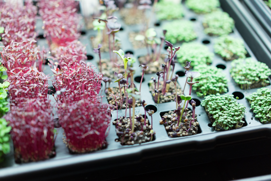 Many factors determine microgreen success but it starts with seeds and planting.
