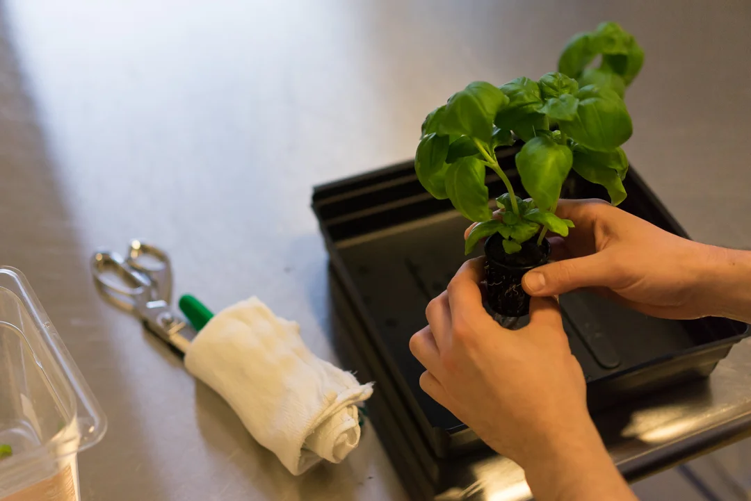 Transplanting is critical to any operation. Understanding when to transplant can make the difference between healthy and dead plants.