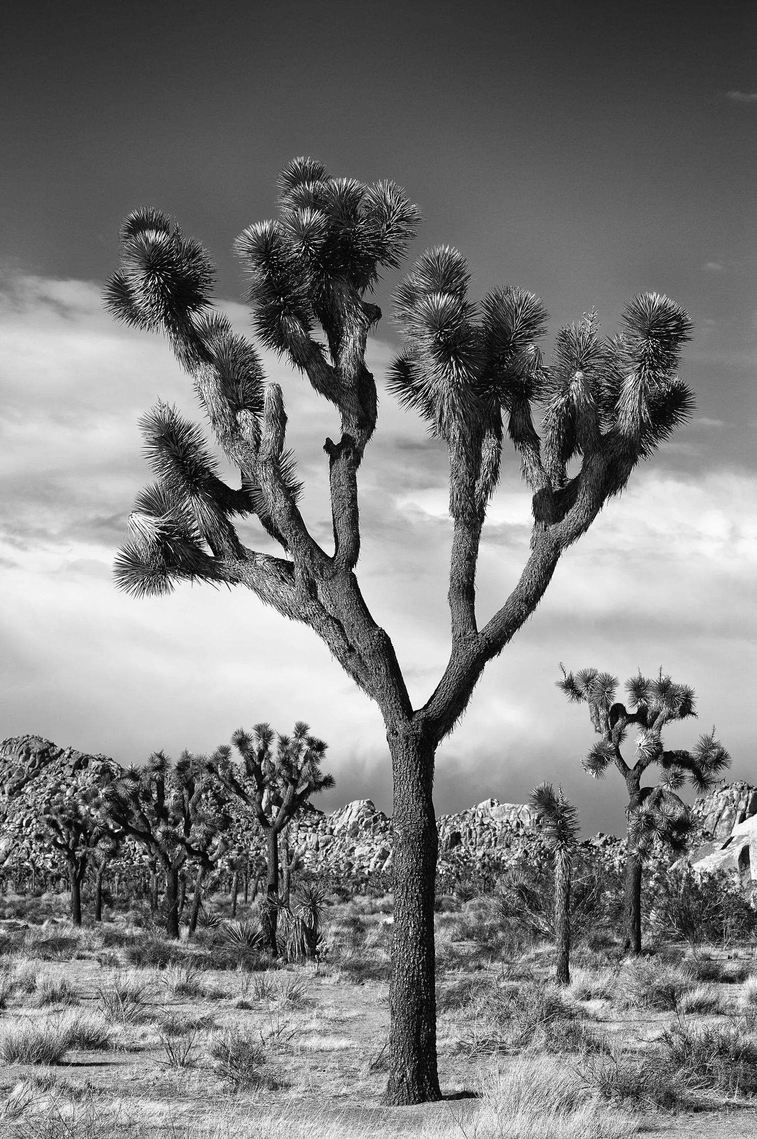 _D411196-Edit.jpg