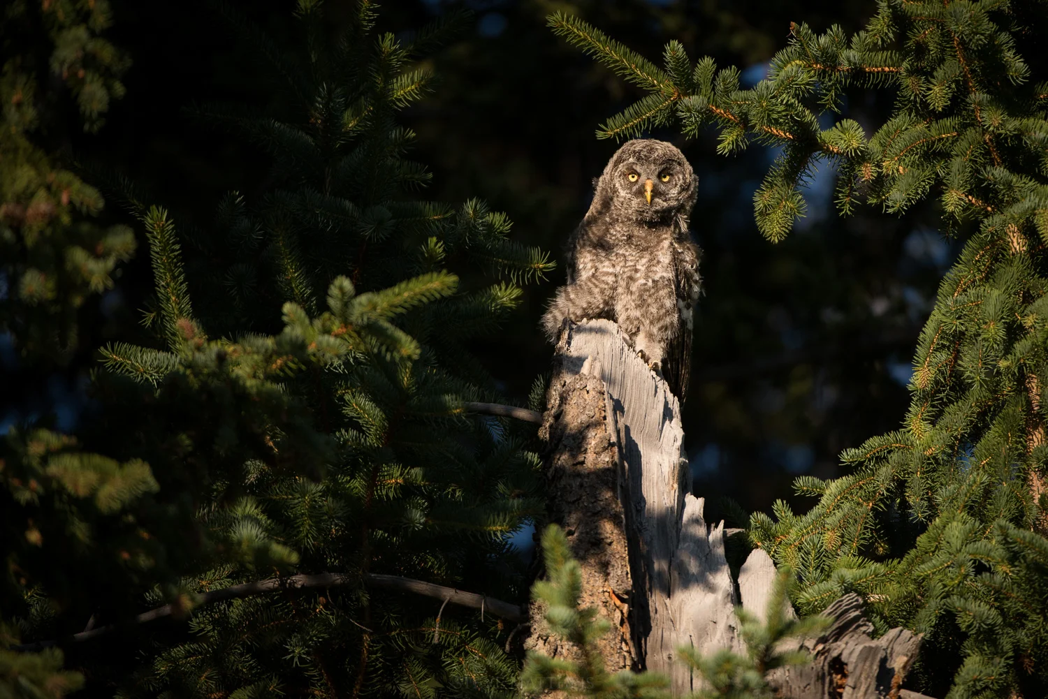 _D810266.jpg