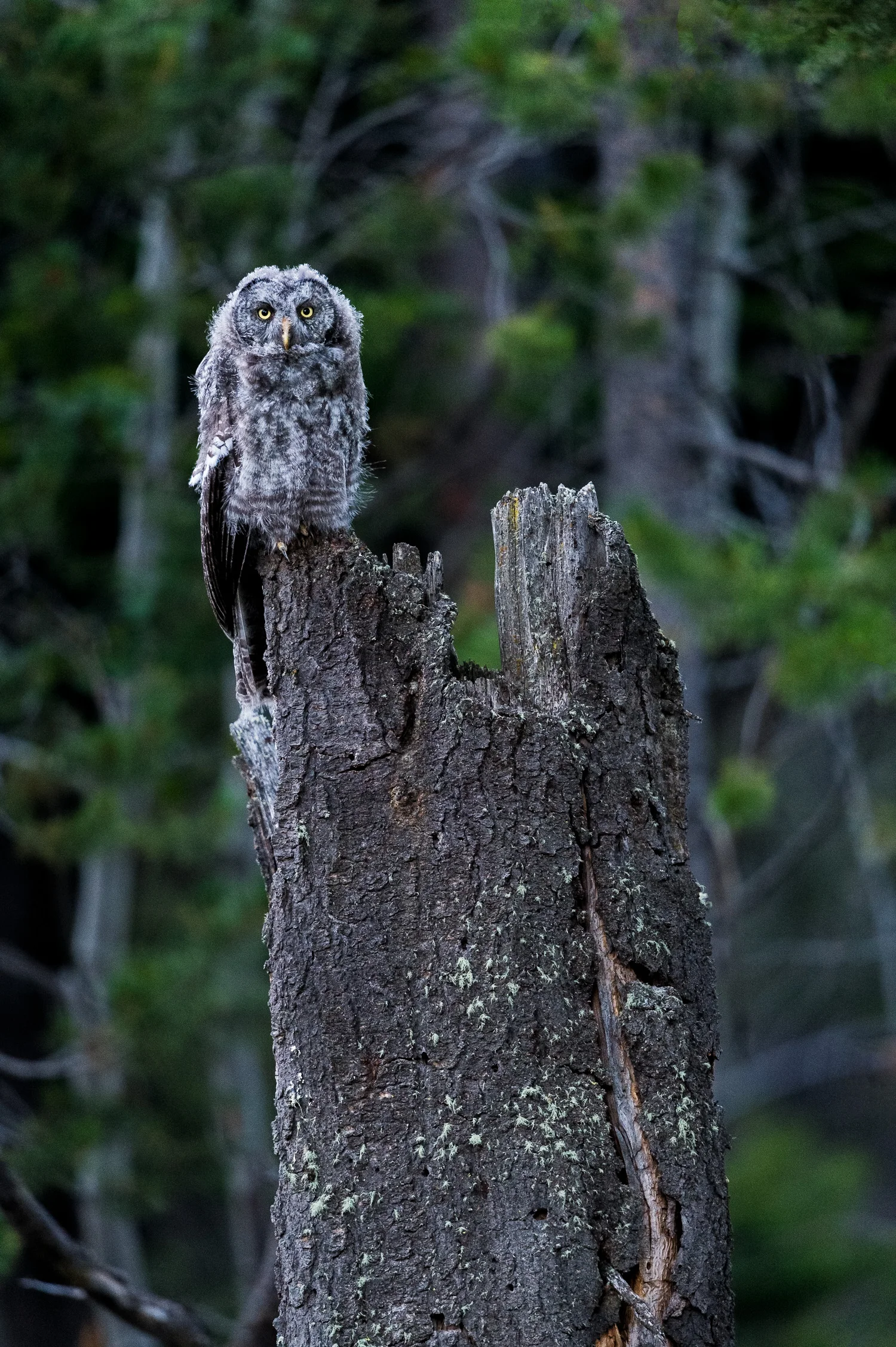 D41_0852-Edit.jpg