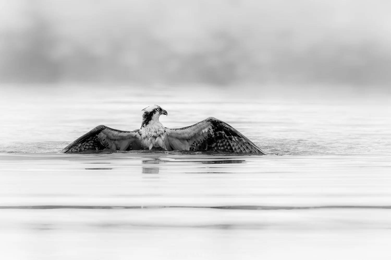 _D8E8398-Edit-Edit.jpg