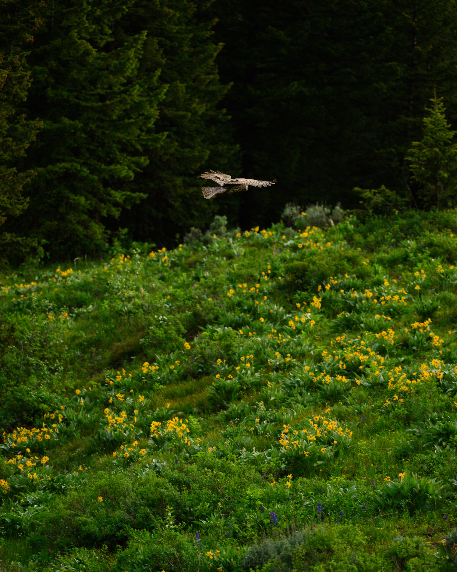 _D4S0878.jpg