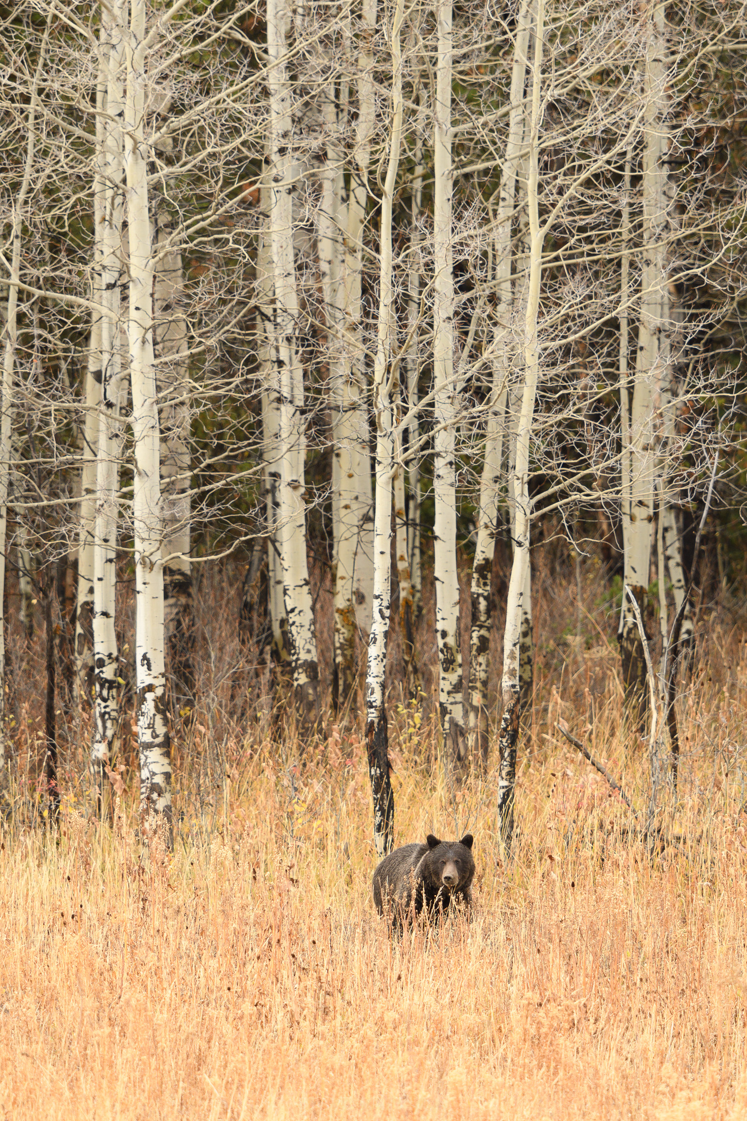 D50_6188.jpg