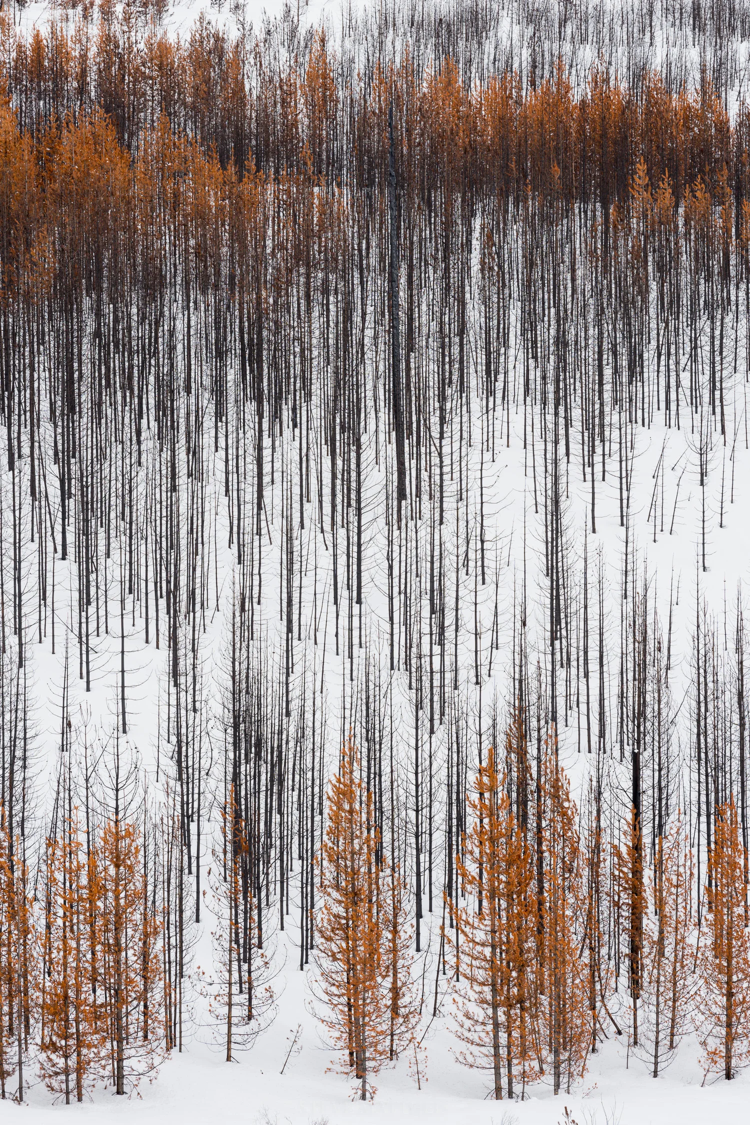 D81_4804.jpg