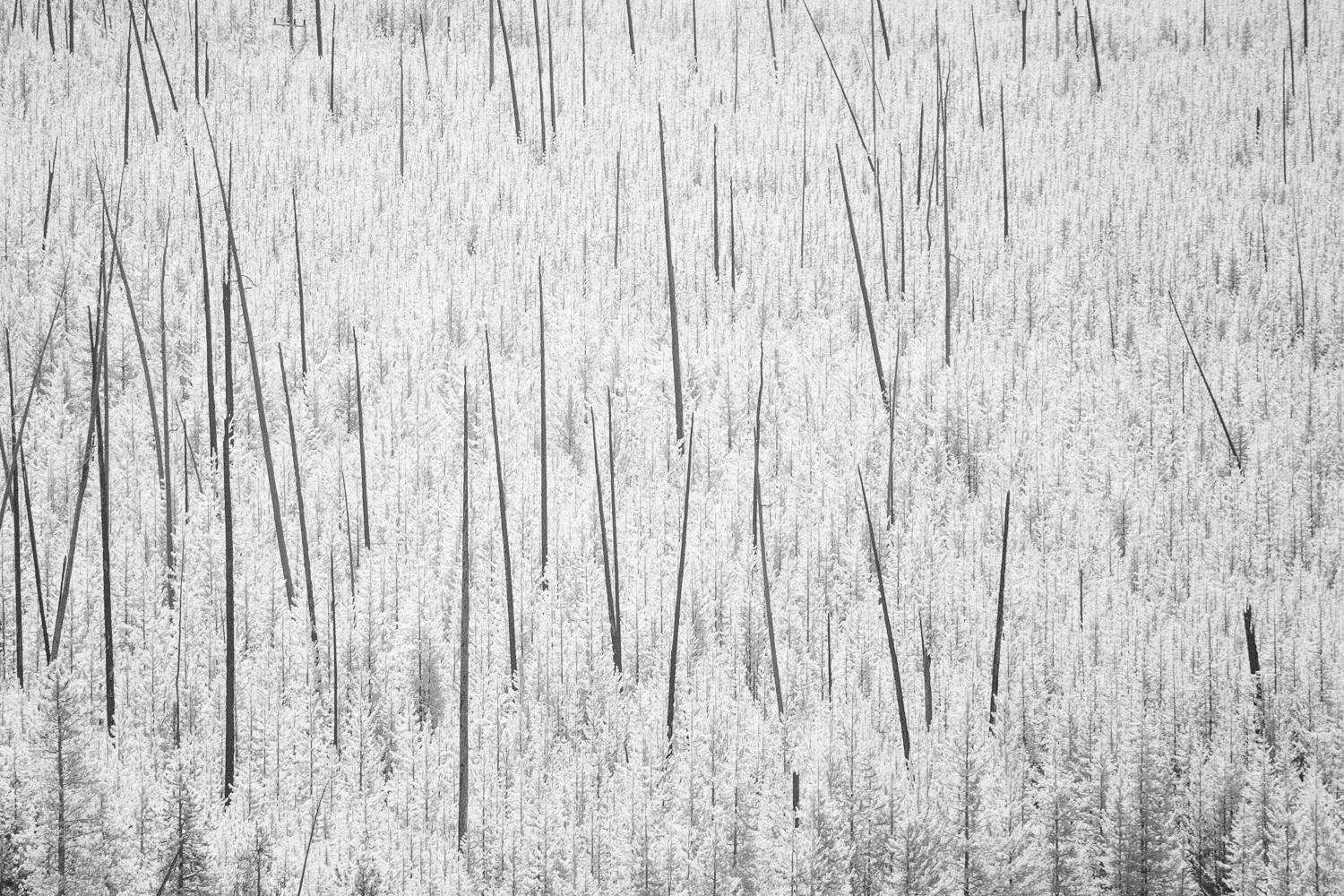 XT227396.jpg