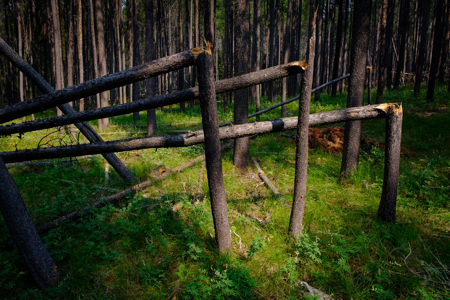 XT227015.jpg